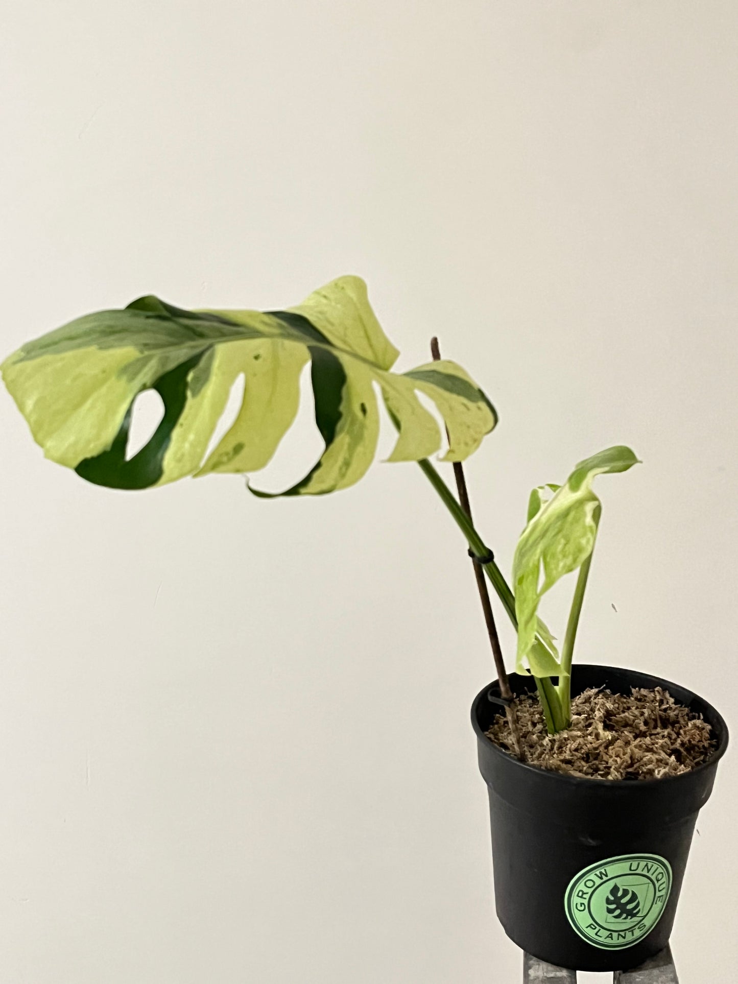 Philodendron Monstera Contorted Ocean Mint