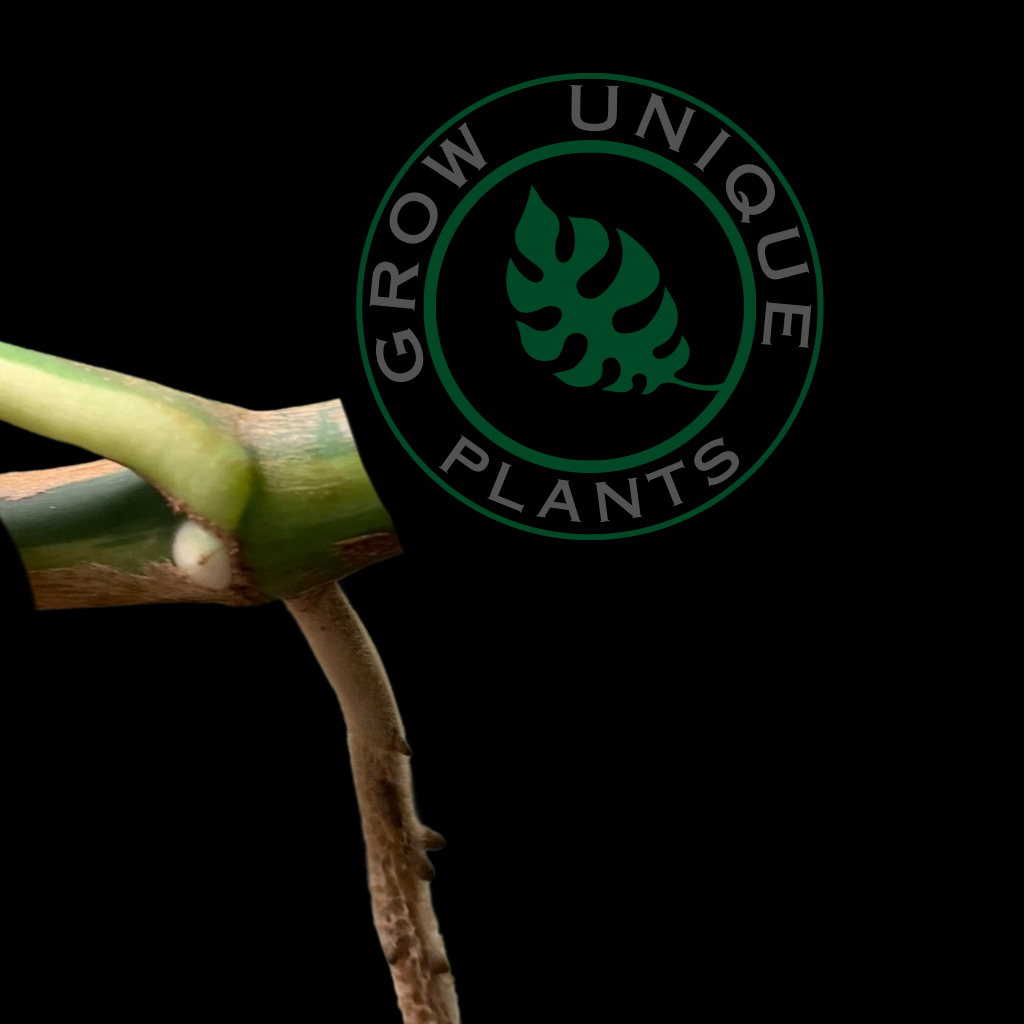 Philodendron Monstera Compacta Variegated Cutting (NO LEAF) – Grow Unique  Plants