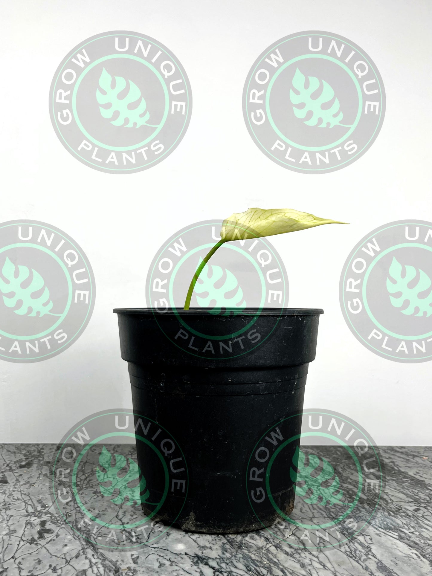 Philodendron Monstera Devil Monster Unique Plant