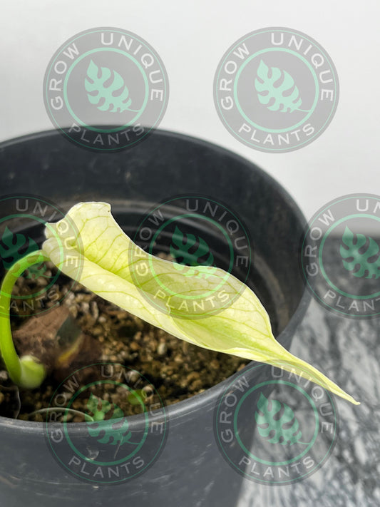 Philodendron Monstera Devil Monster Unique Plant