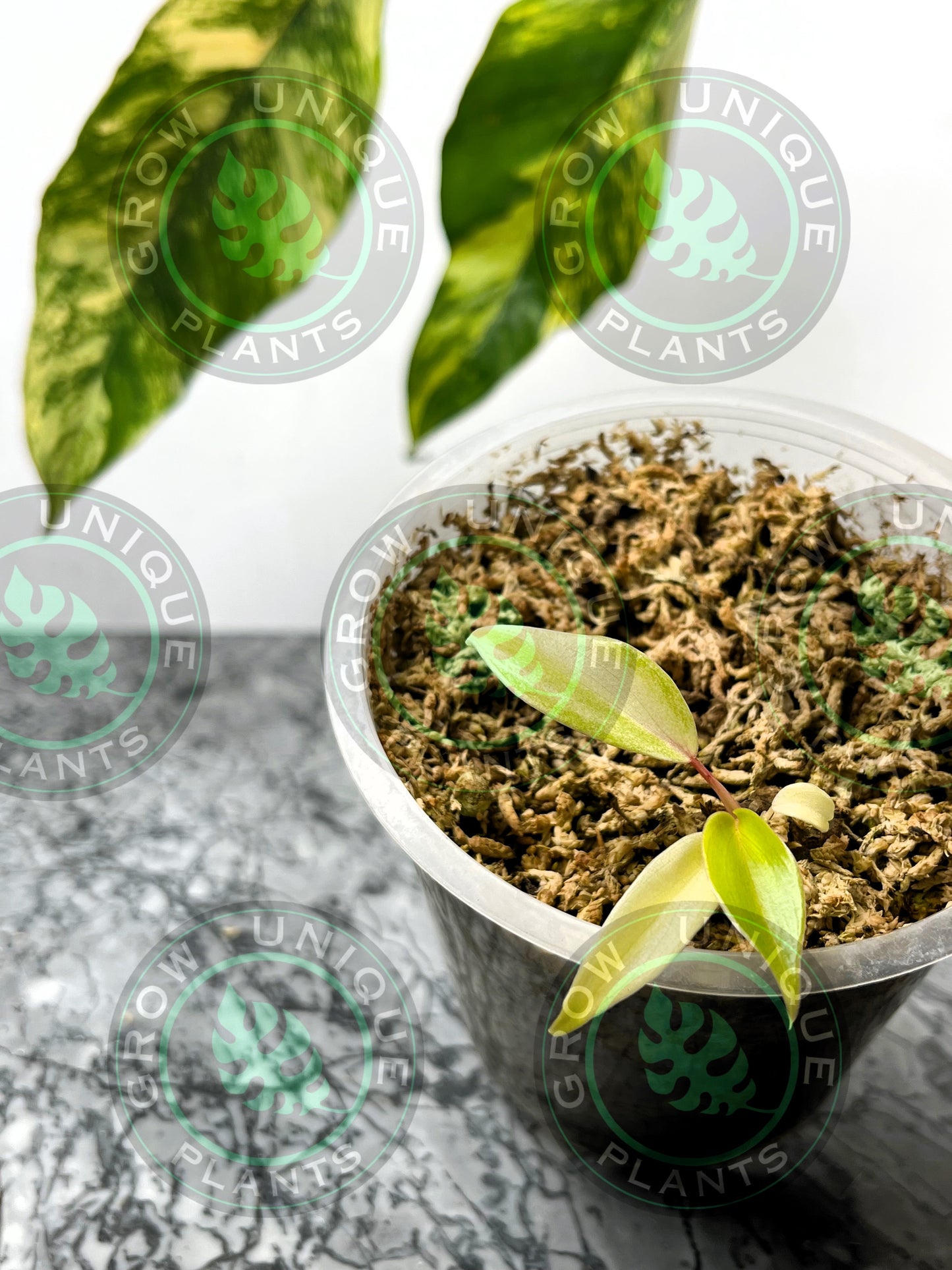 Philodendron Joepii Variegated Albo FULLMOON Baby Plants