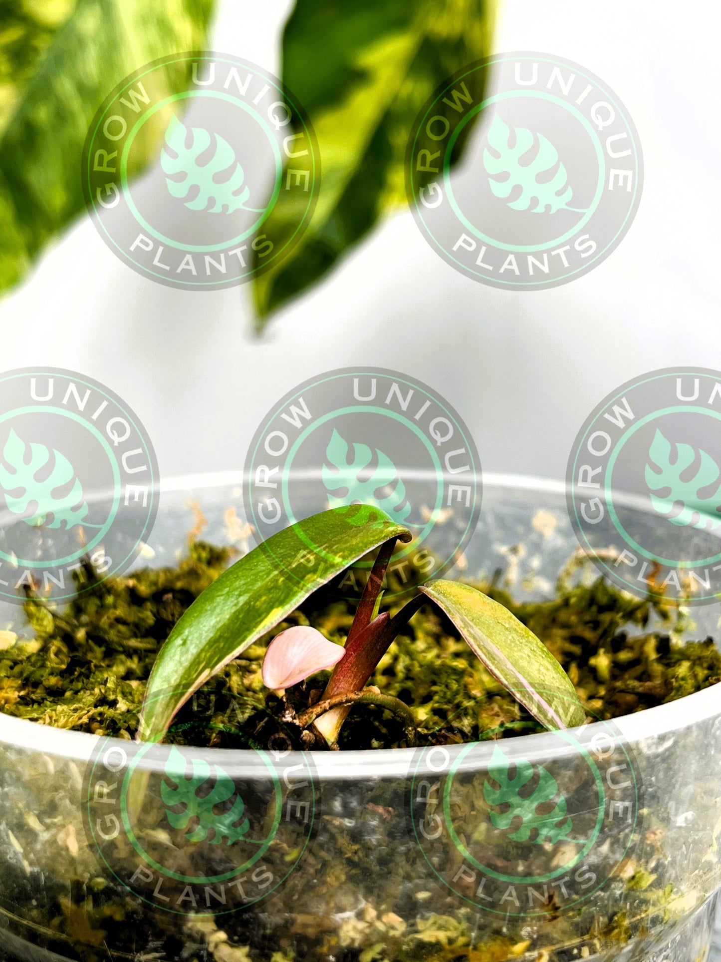 Philodendron Joepii Variegated Albo 2x Baby Plant