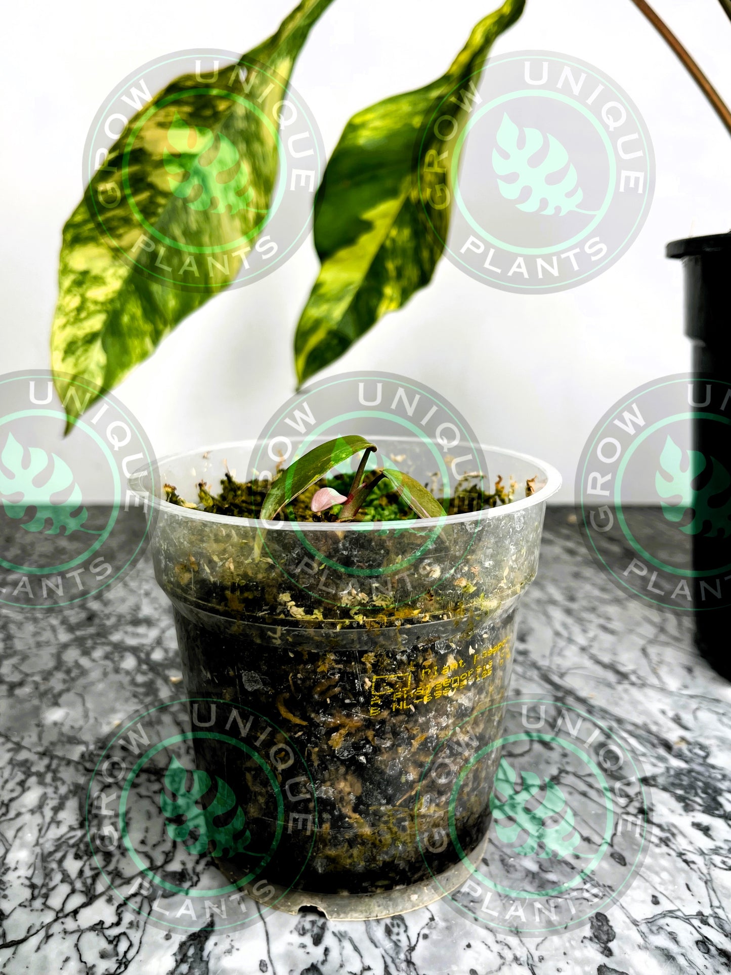 Philodendron Joepii Variegated Albo 2x Baby Plant