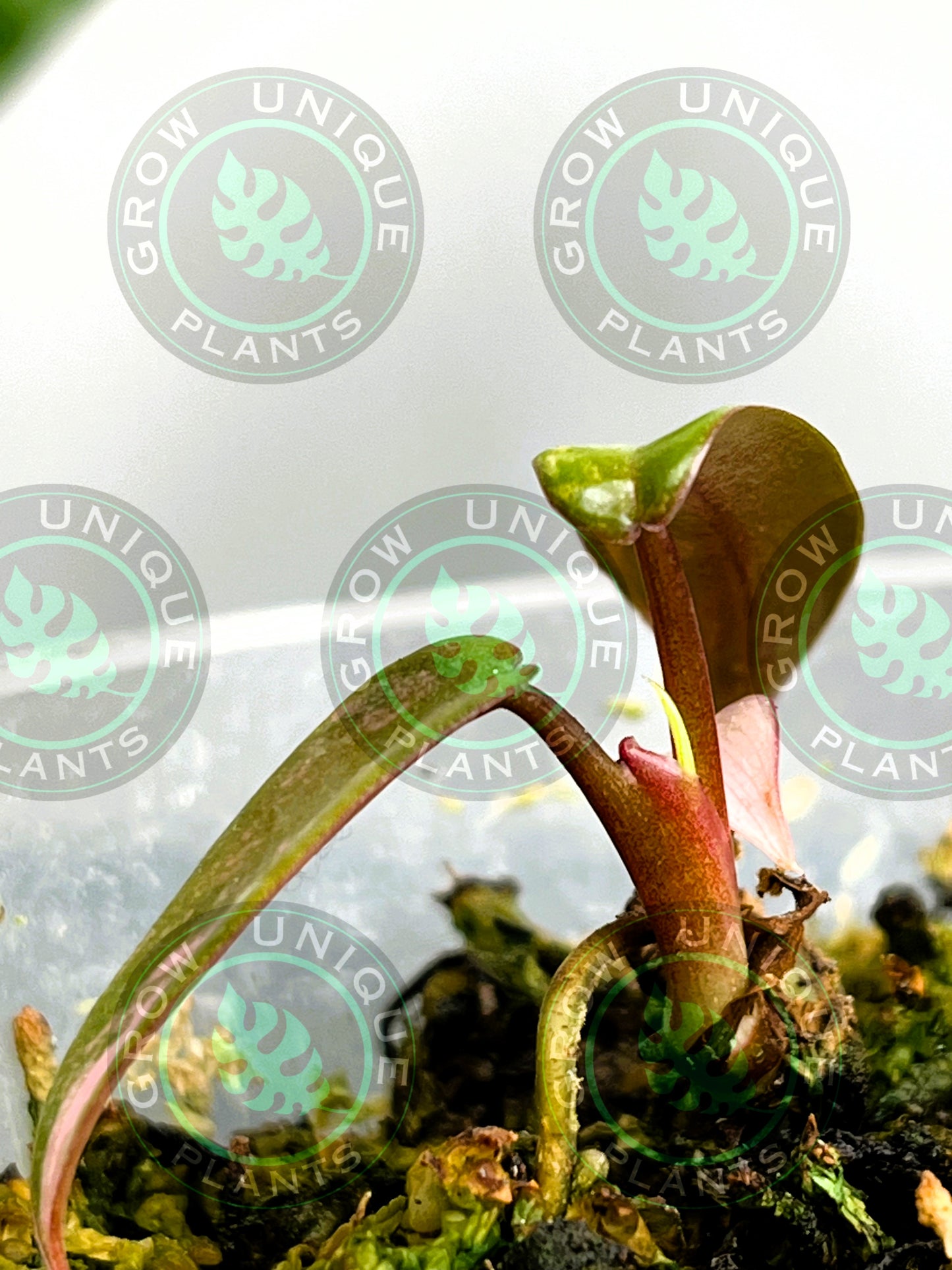 Philodendron Joepii Variegated Albo 2x Baby Plant