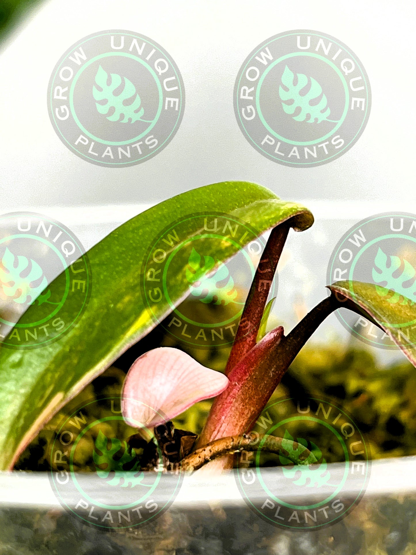 Philodendron Joepii Variegated Albo 2x Baby Plant