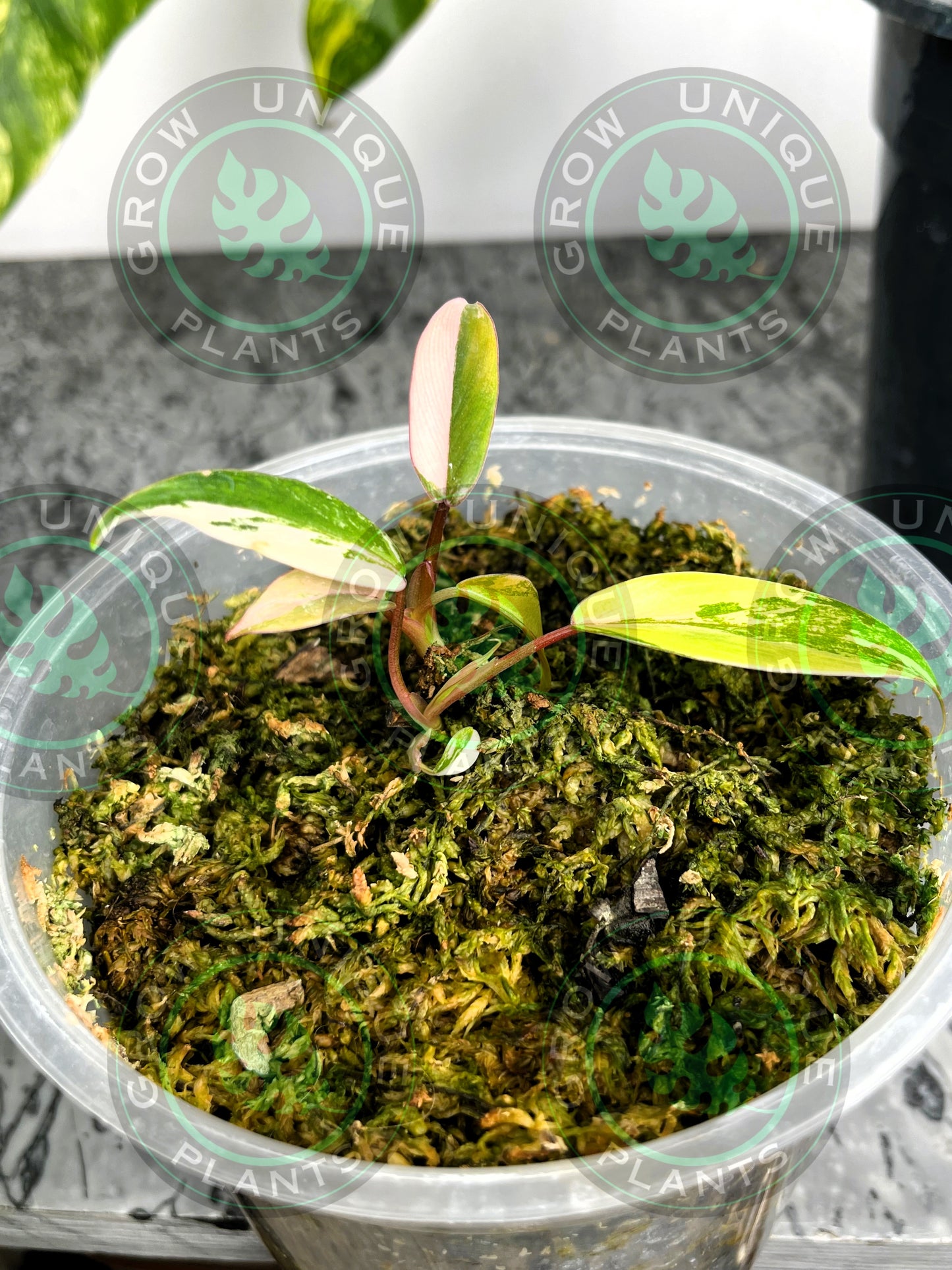 Philodendron Joepii Variegated Albo HALFMOON 2X Baby Plants
