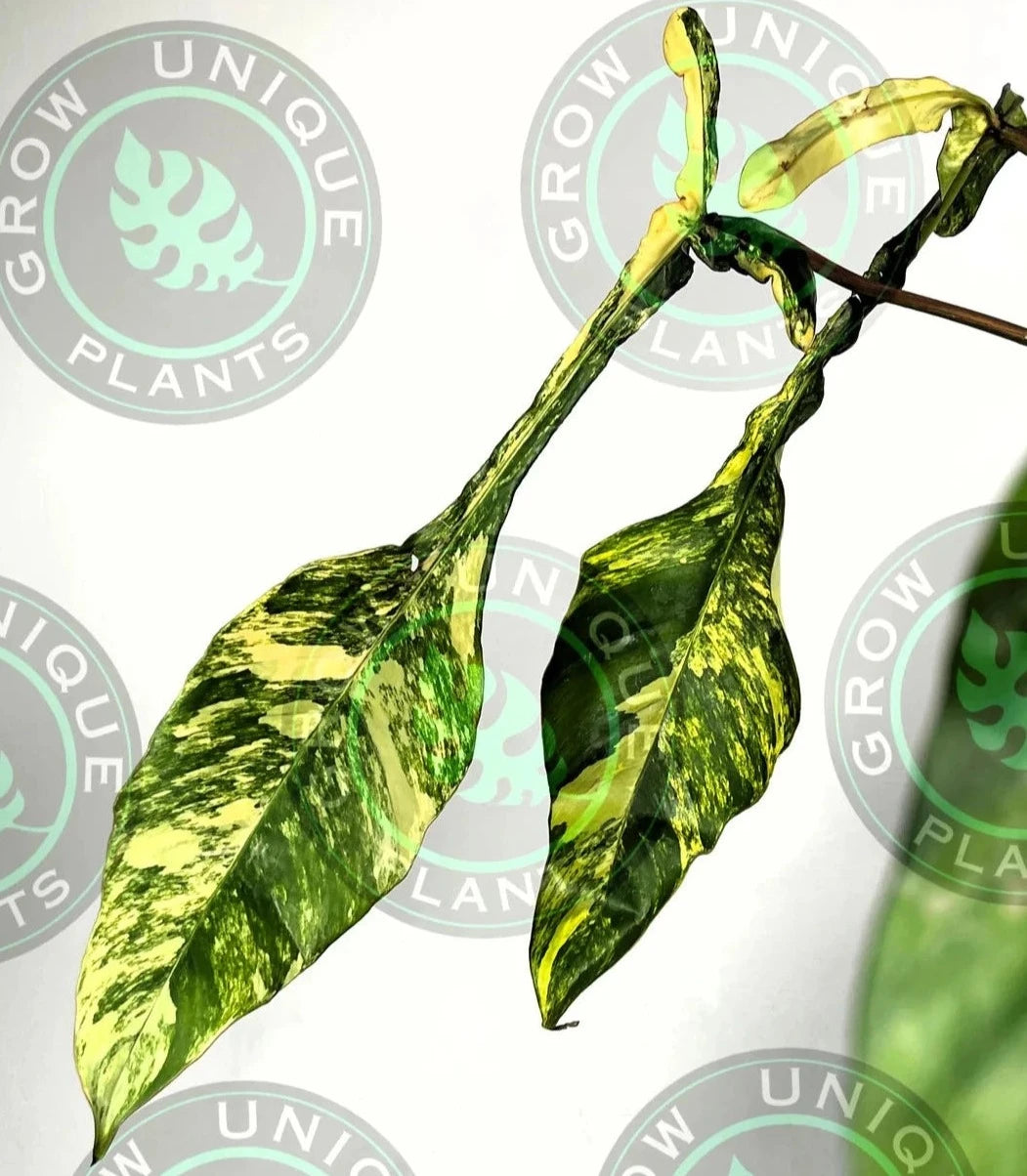 philodendron joepii variegated Philodendron Joepii Albo Variegated (CUTTING LEAFE)