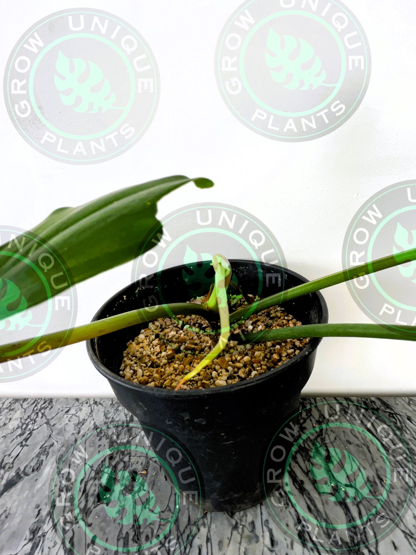Philodendron Golden Dragon Variegated Albo Plant