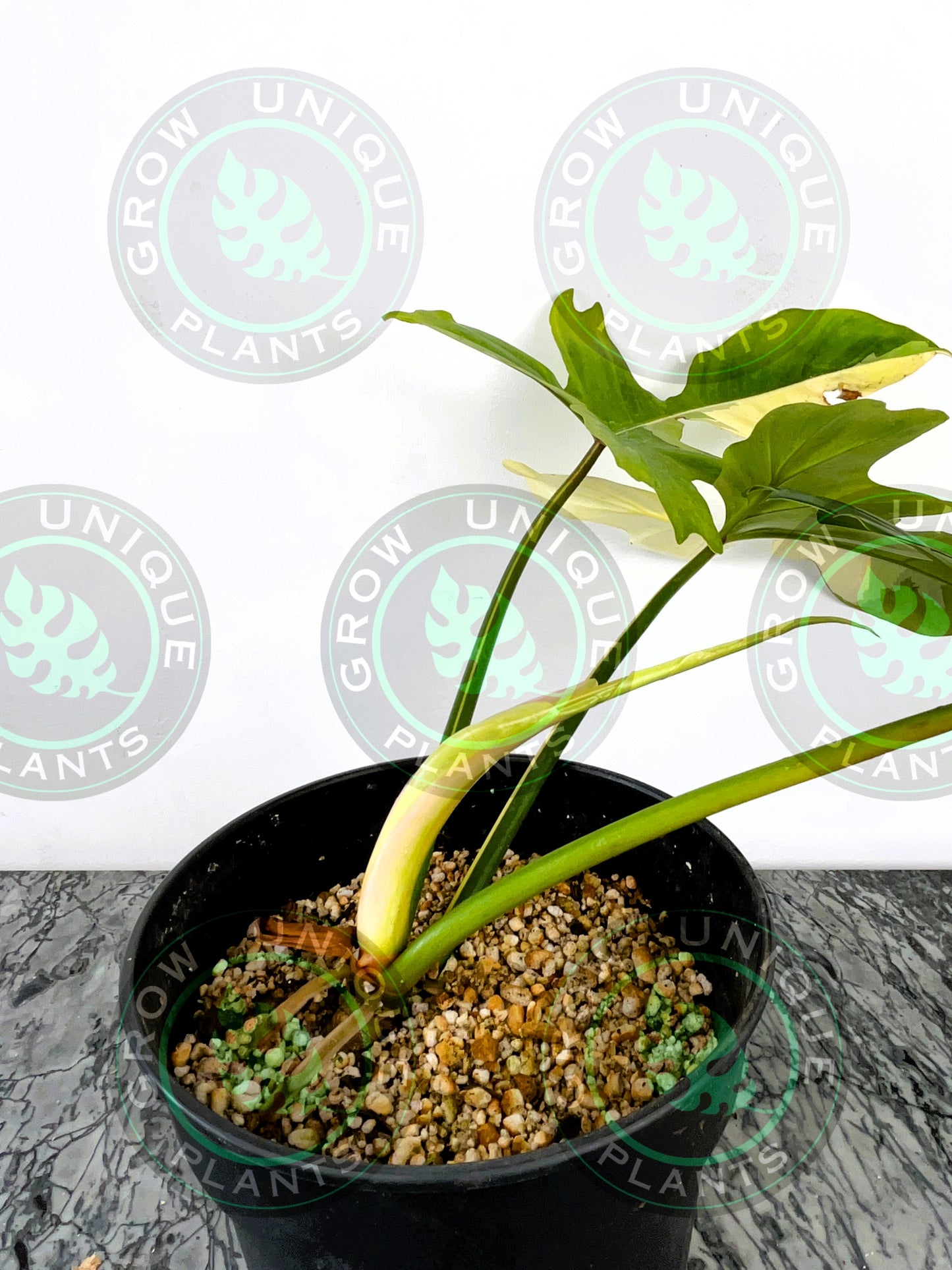 Philodendron Golden Dragon Variegated Albo Plant