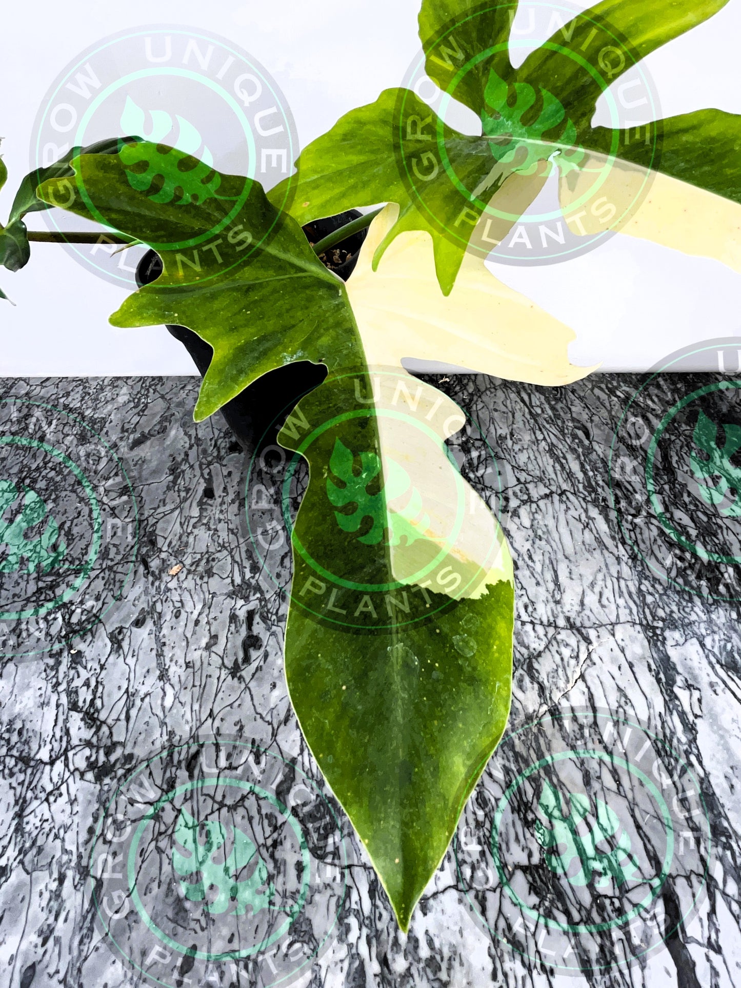 Philodendron Golden Dragon Variegated Albo Plant