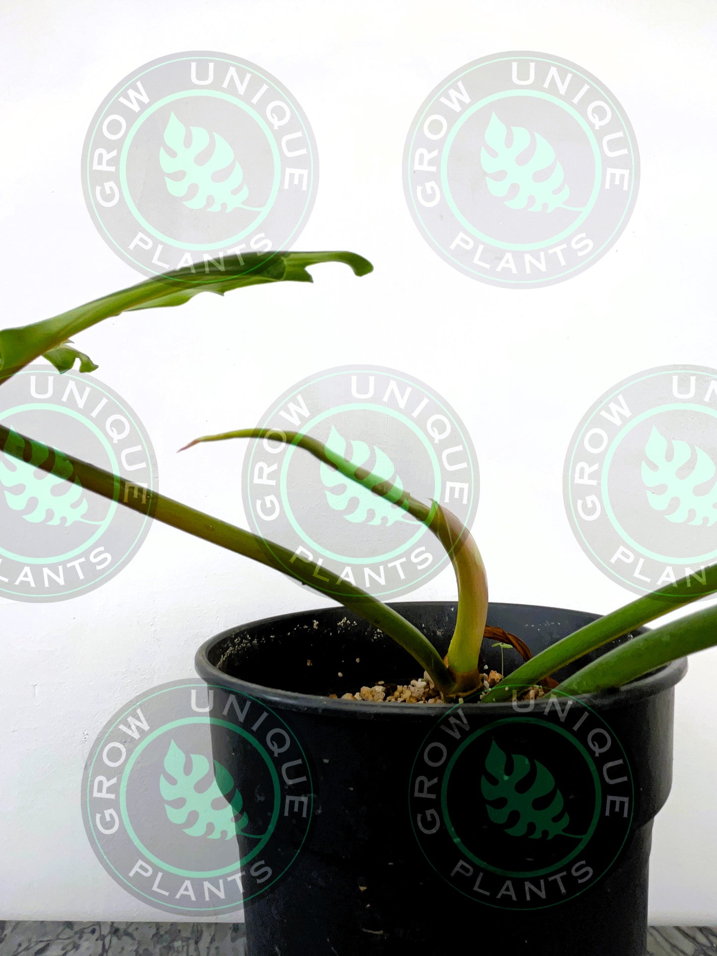Philodendron Golden Dragon Variegated Albo Plant