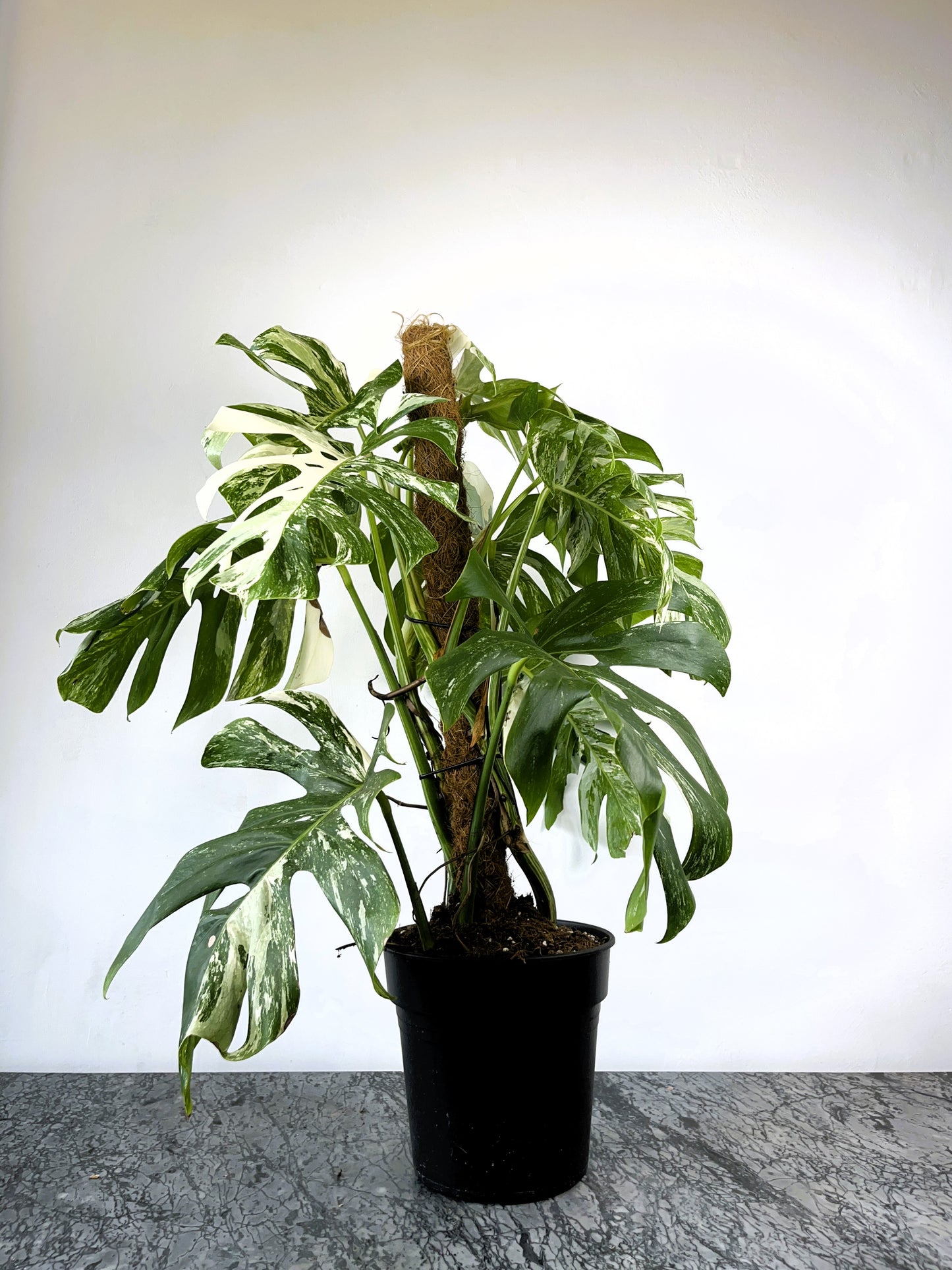 Philodendron Monstera Albo Variegated XL Plant