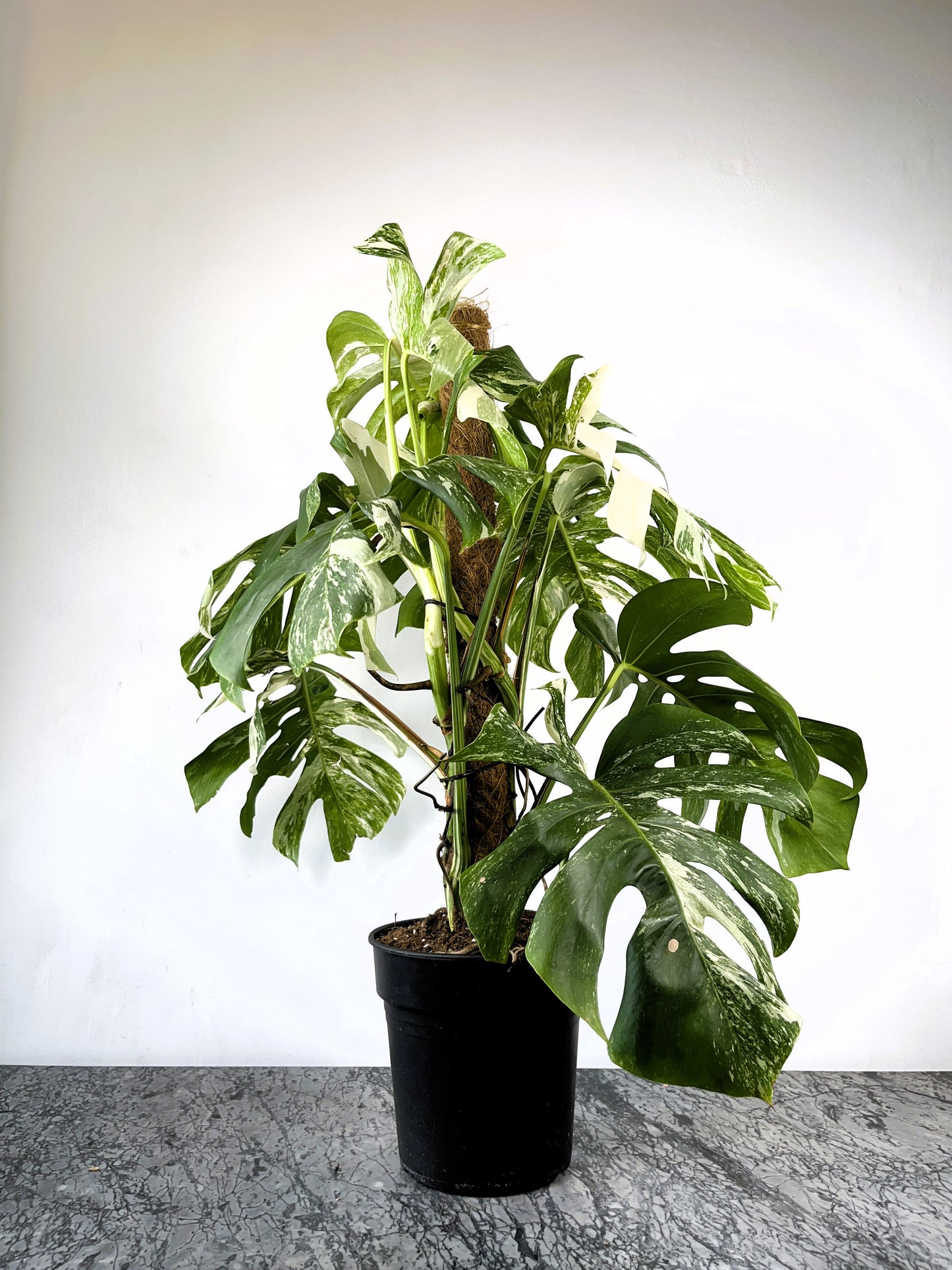 Philodendron Monstera Albo Variegated XL Plant