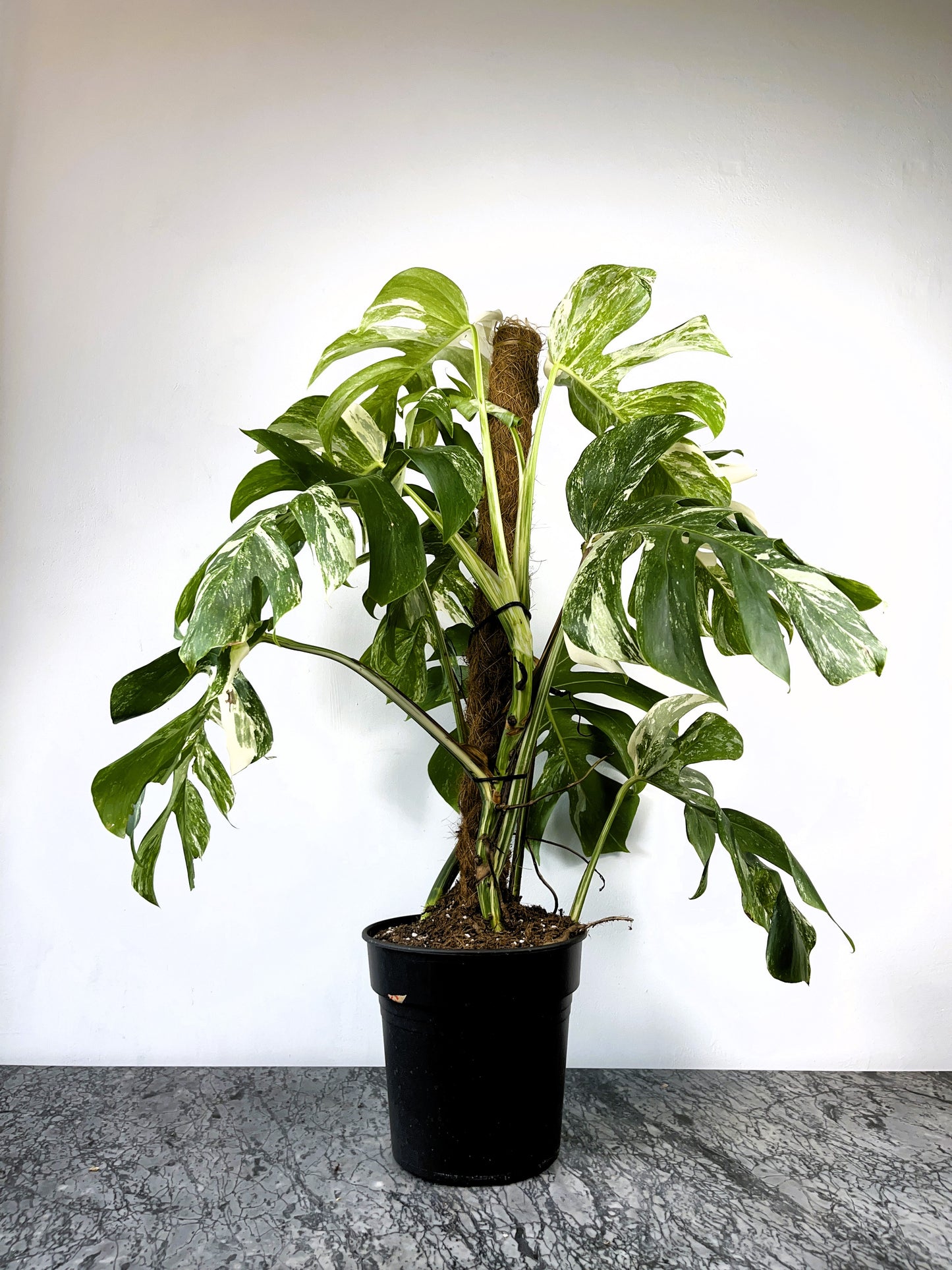 Philodendron Monstera Albo Variegated XL Plant