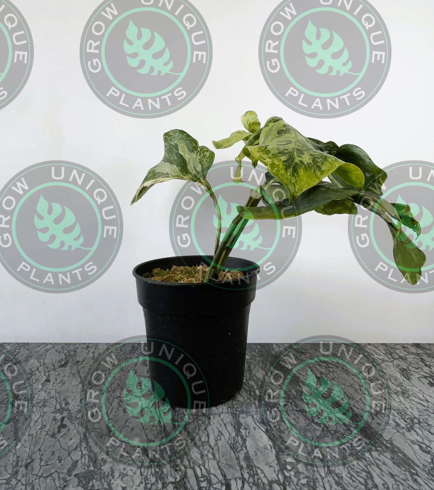 Philodendron Monstera Contorted Ocean Mint