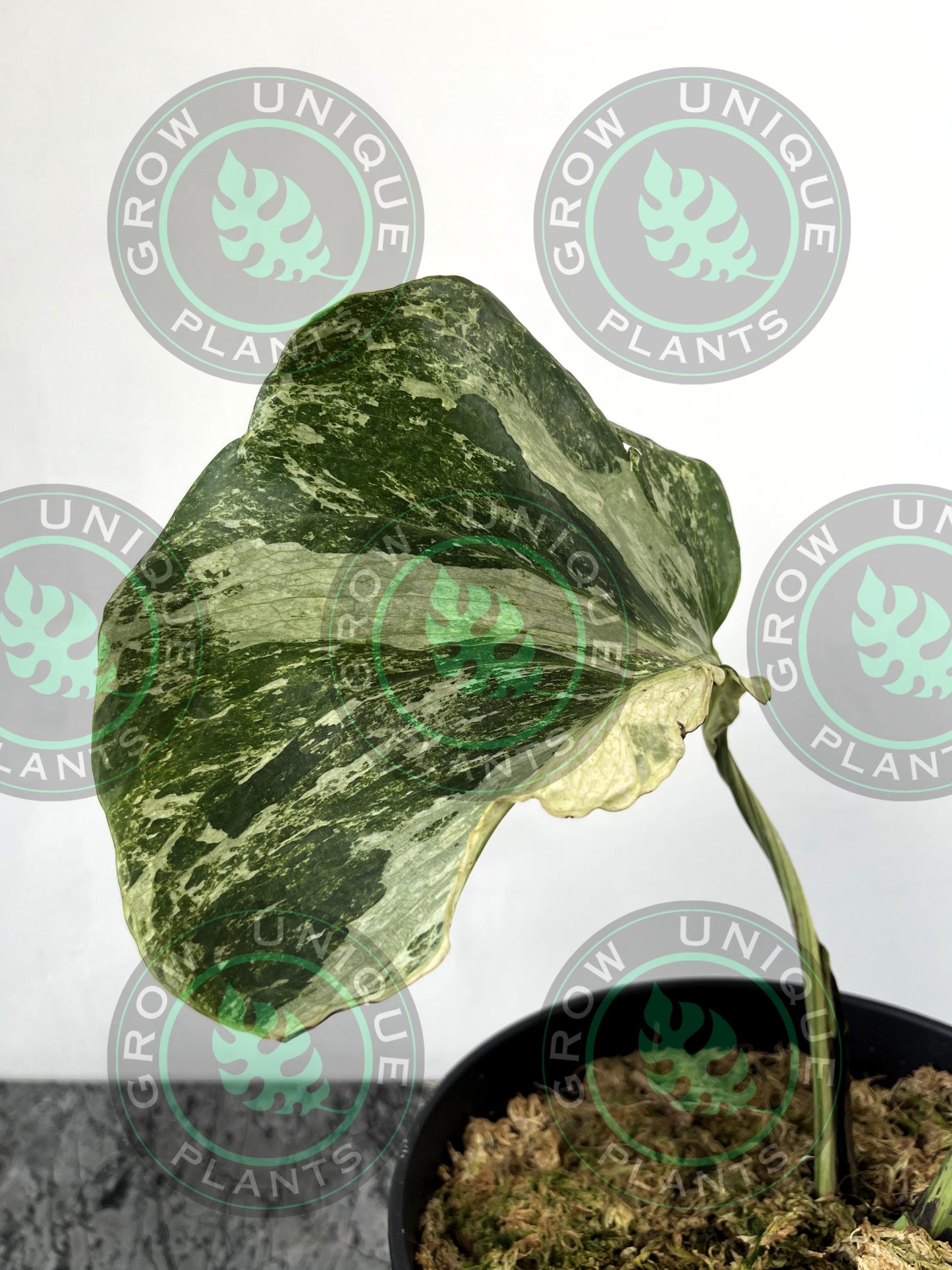 Philodendron Monstera Contorted Ocean Mint