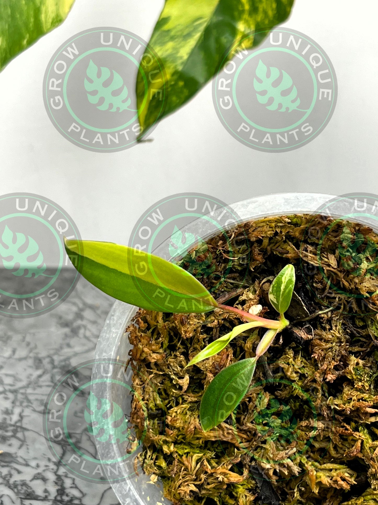 Philodendron Joepii Variegated Albo HALFMOON Plant