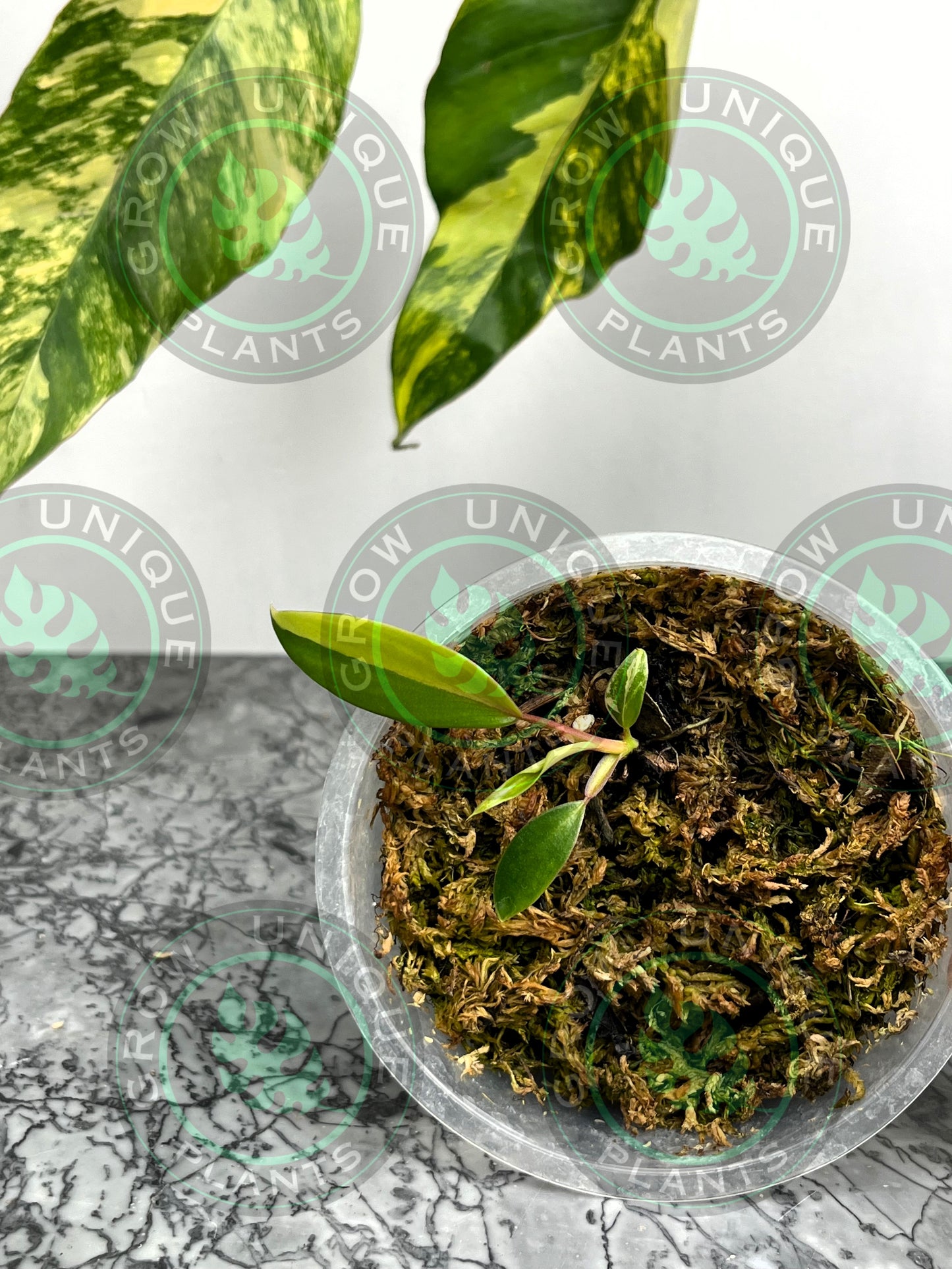 Philodendron Joepii Variegated Albo HALFMOON Plant