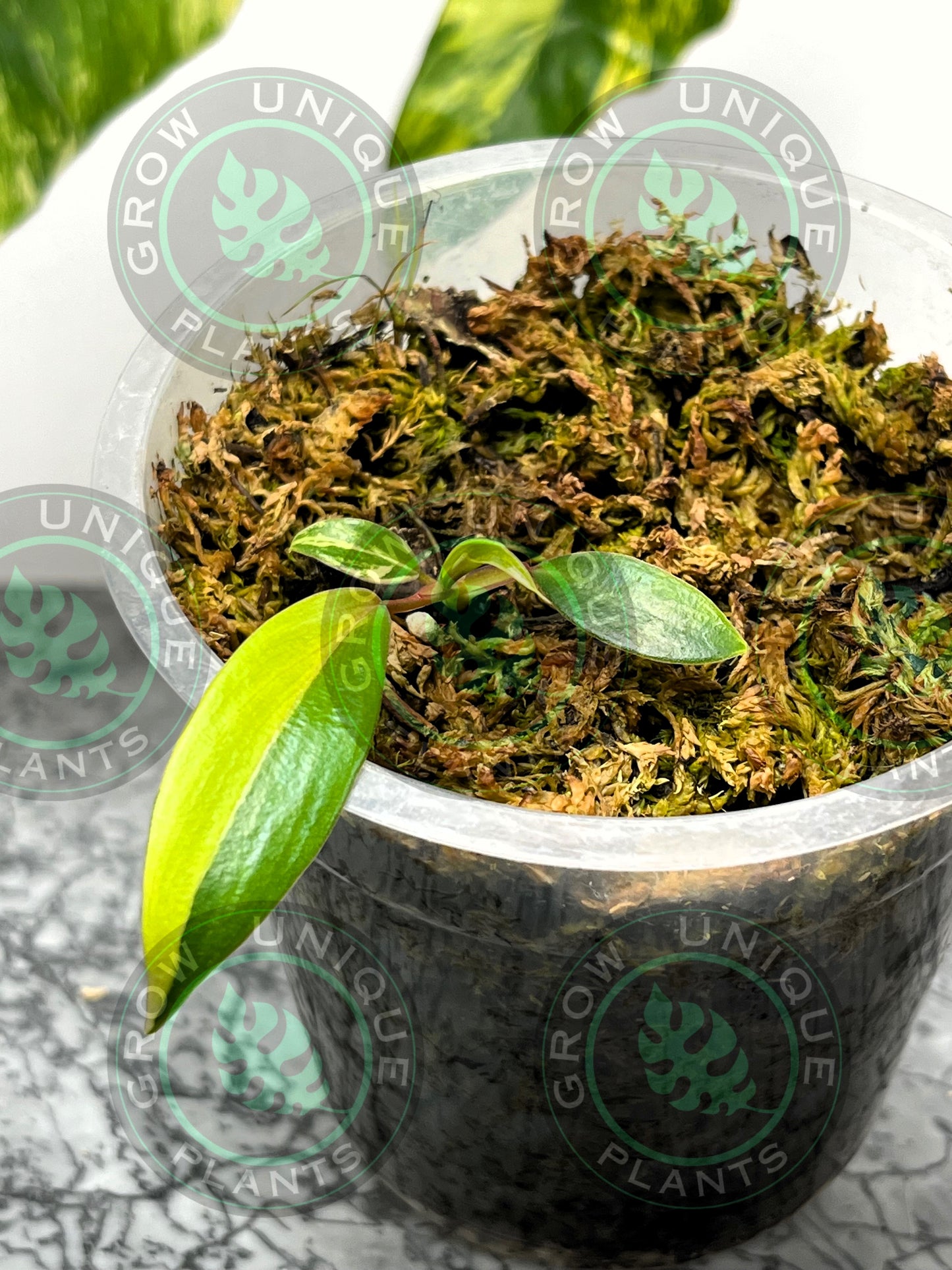 Philodendron Joepii Variegated Albo HALFMOON Plant