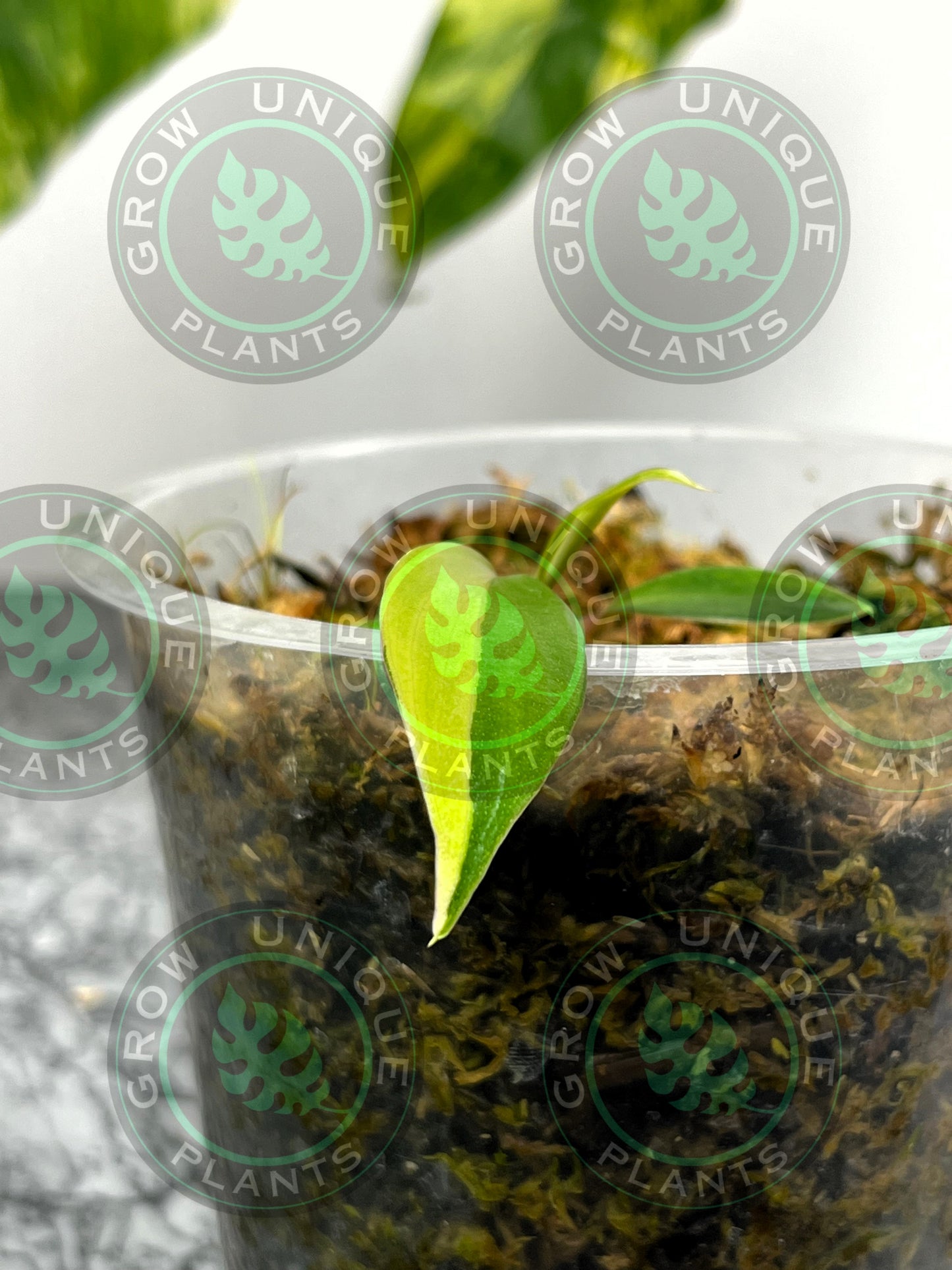 Philodendron Joepii Variegated Albo HALFMOON Plant