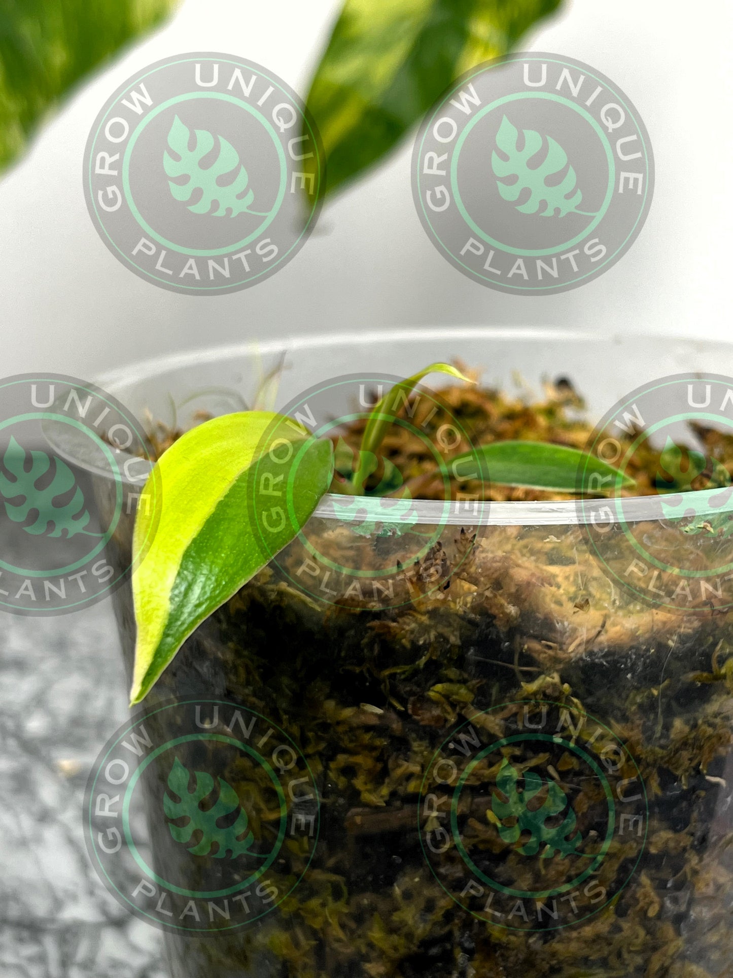 Philodendron Joepii Variegated Albo HALFMOON Plant