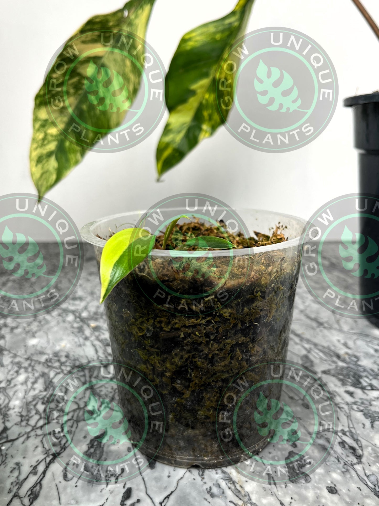 Philodendron Joepii Variegated Albo HALFMOON Plant