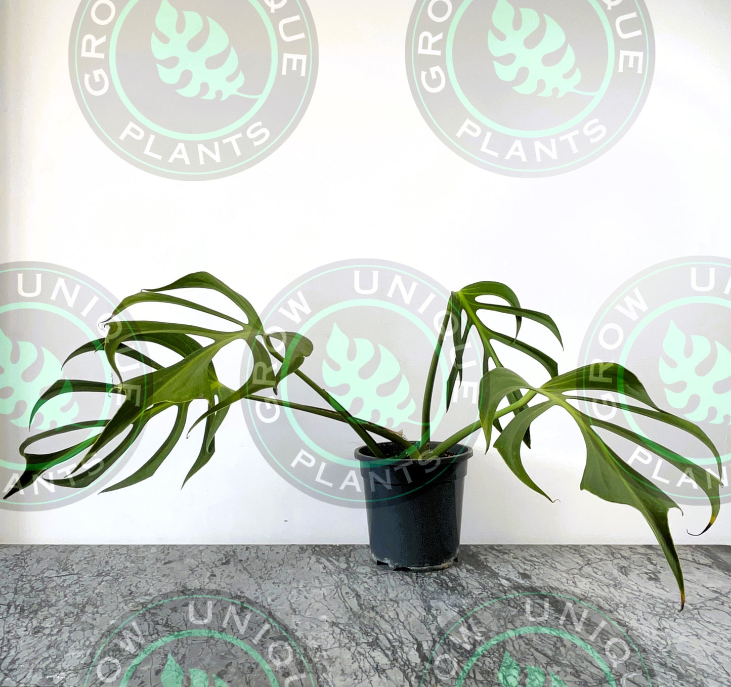 Philodendron Monstera Dilacerata Burle Marx Flame Plant