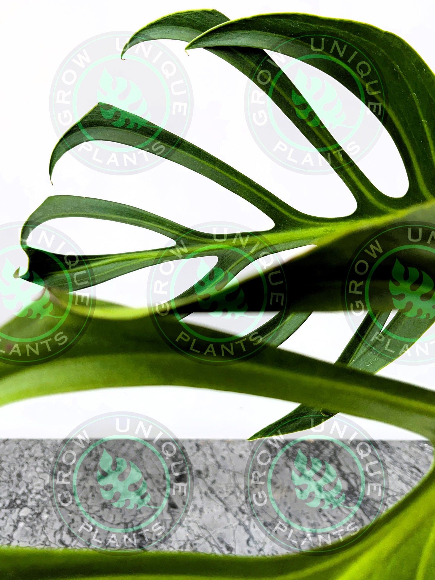 Philodendron Monstera Dilacerata Burle Marx Flame Plant
