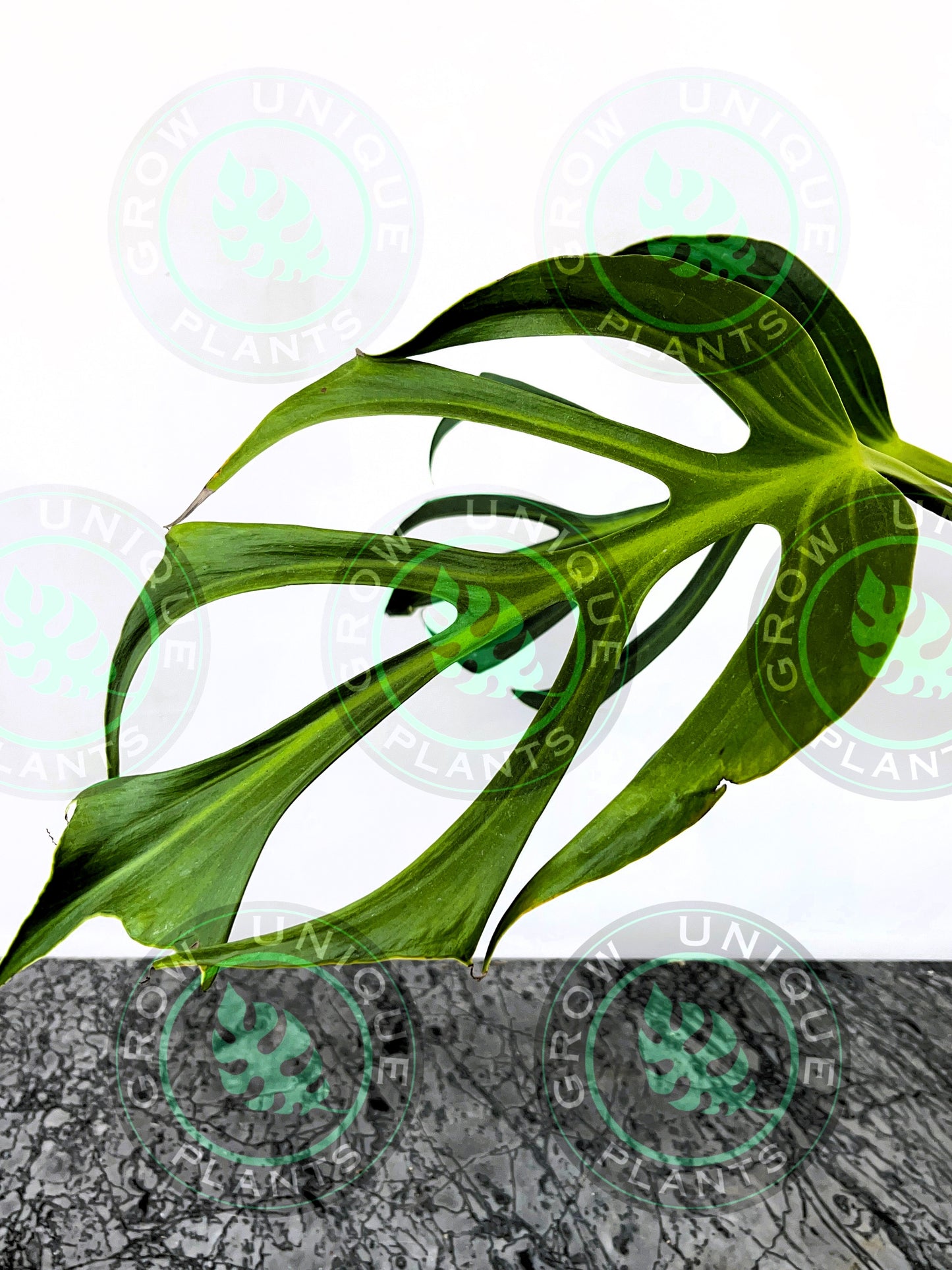 Philodendron Monstera Dilacerata Burle Marx Flame Plant