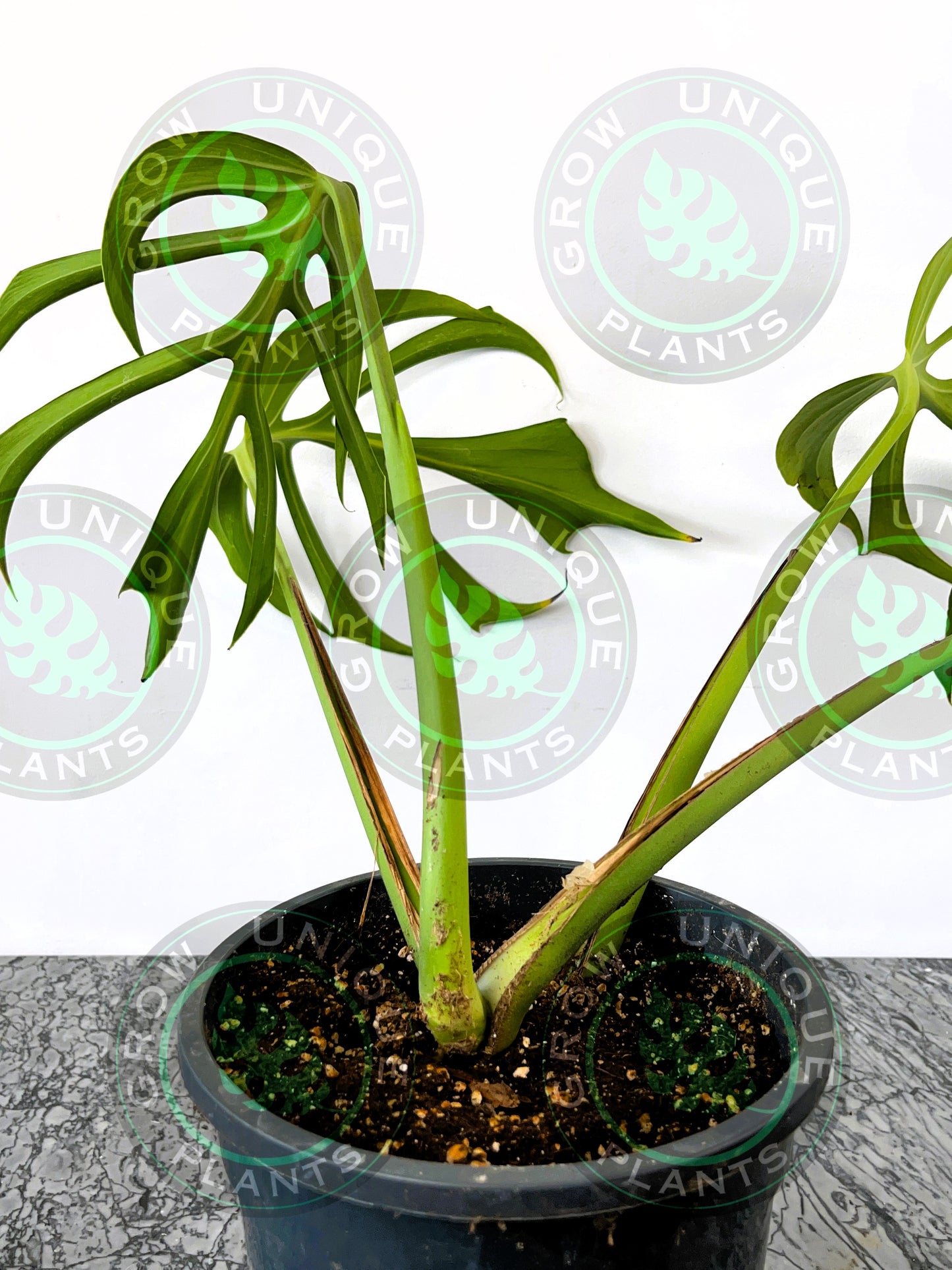 Philodendron Monstera Dilacerata Burle Marx Flame Plant