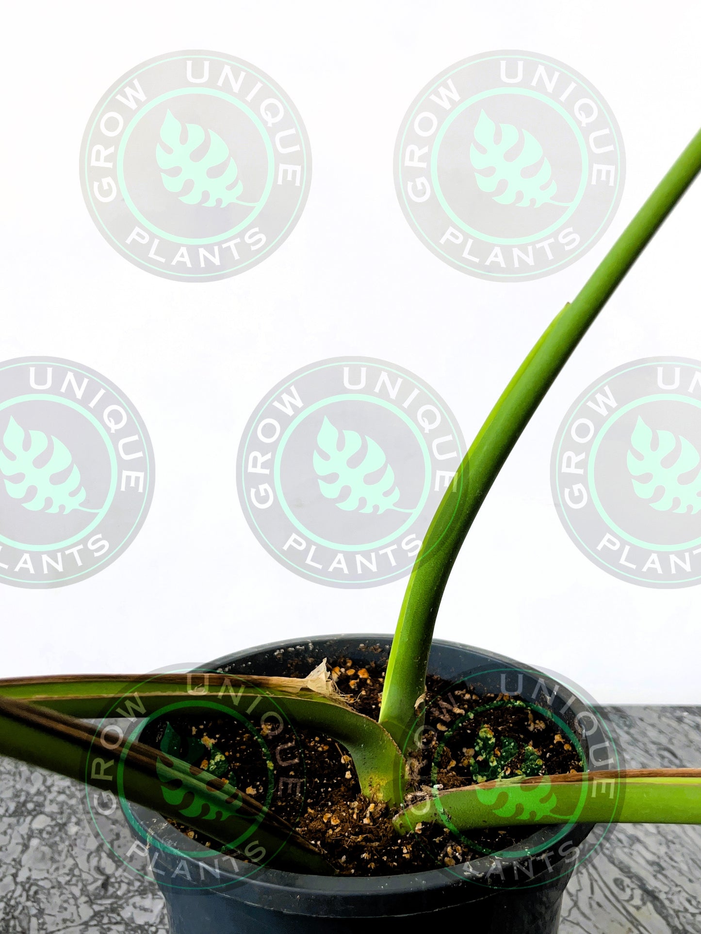 Philodendron Monstera Dilacerata Burle Marx Flame Plant