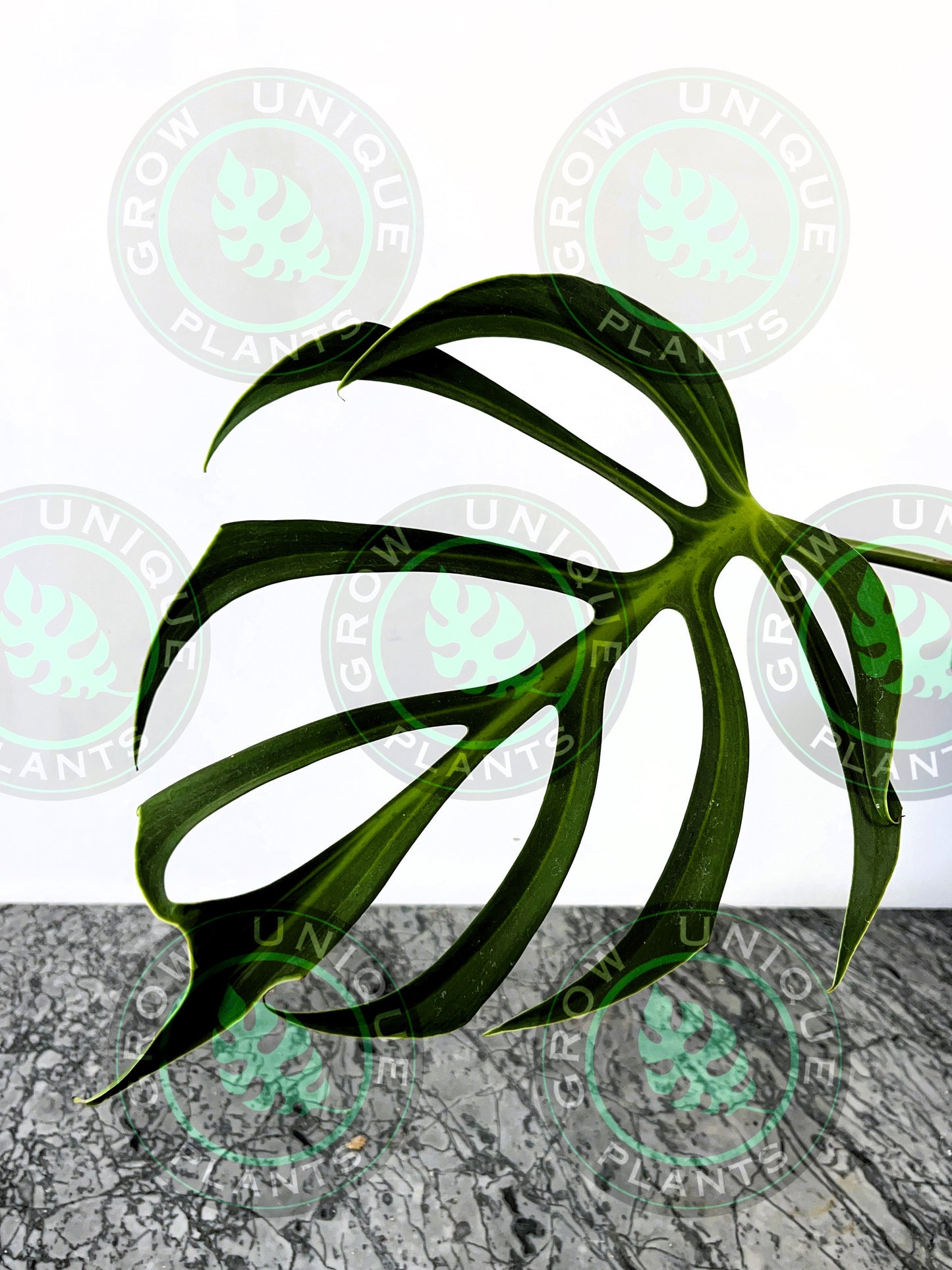 Philodendron Monstera Dilacerata Burle Marx Flame Plant