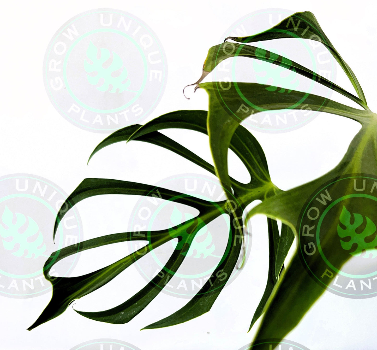 Philodendron Monstera Dilacerata Burle Marx Flame cutting (CUTTING LEAF)