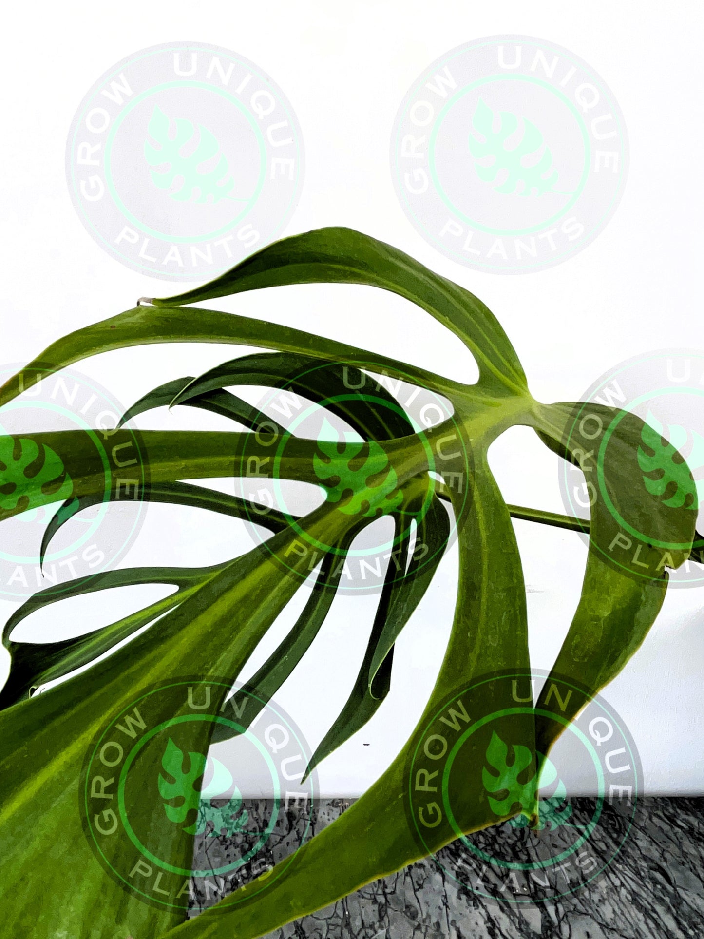 Philodendron Monstera Dilacerata Burle Marx Flame Plant