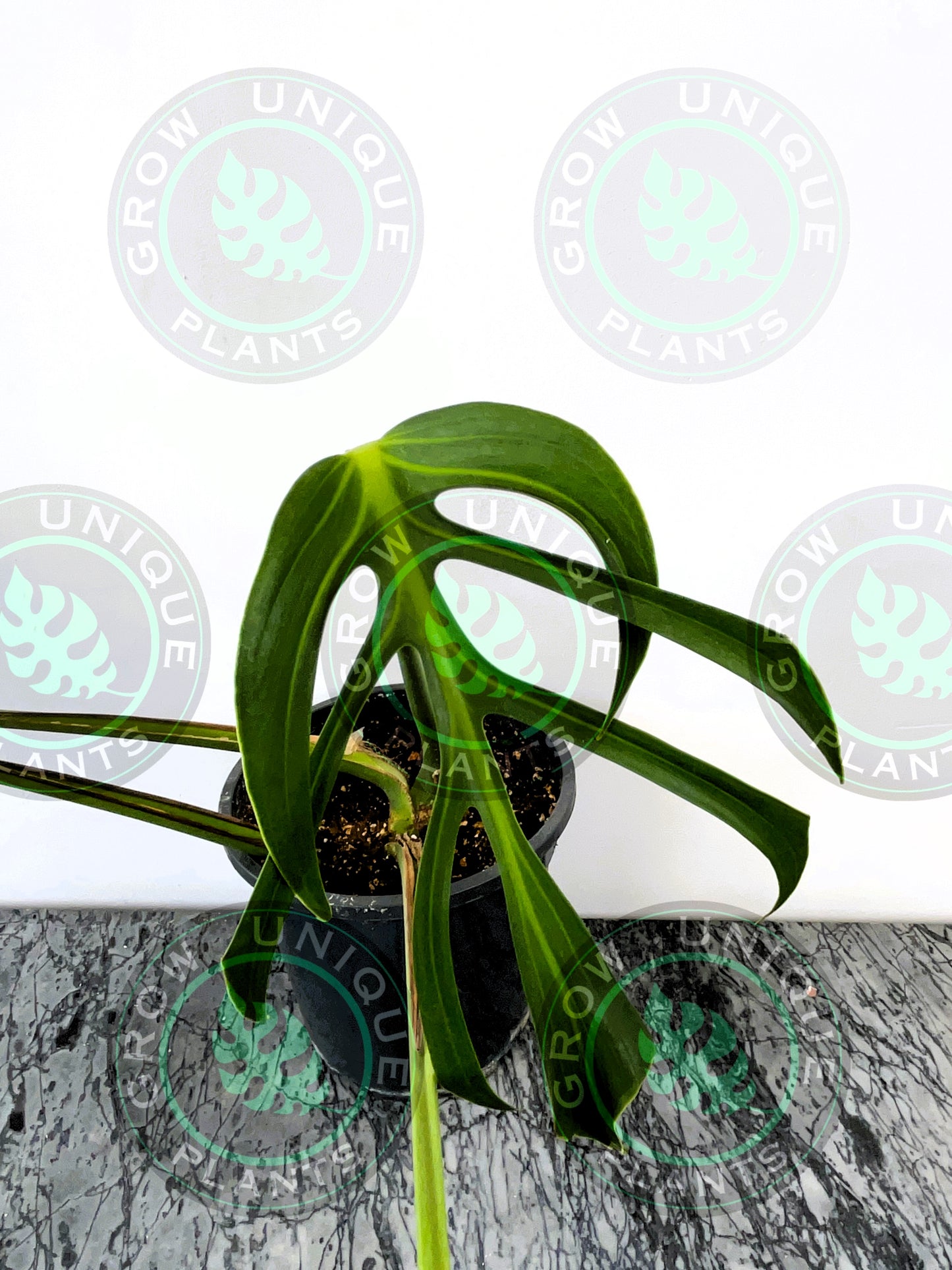 Philodendron Monstera Dilacerata Burle Marx Flame Plant
