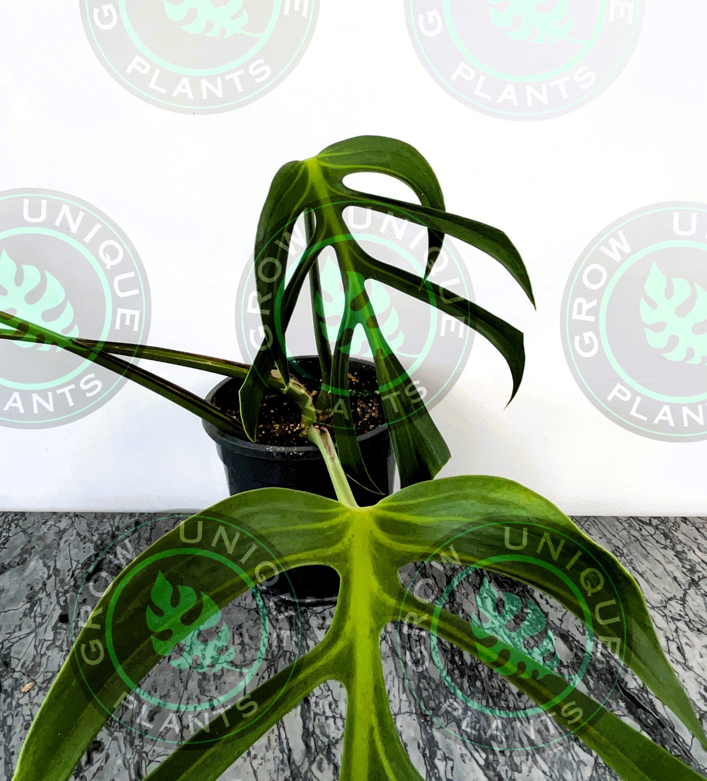Philodendron Monstera Dilacerata Burle Marx Flame Plant