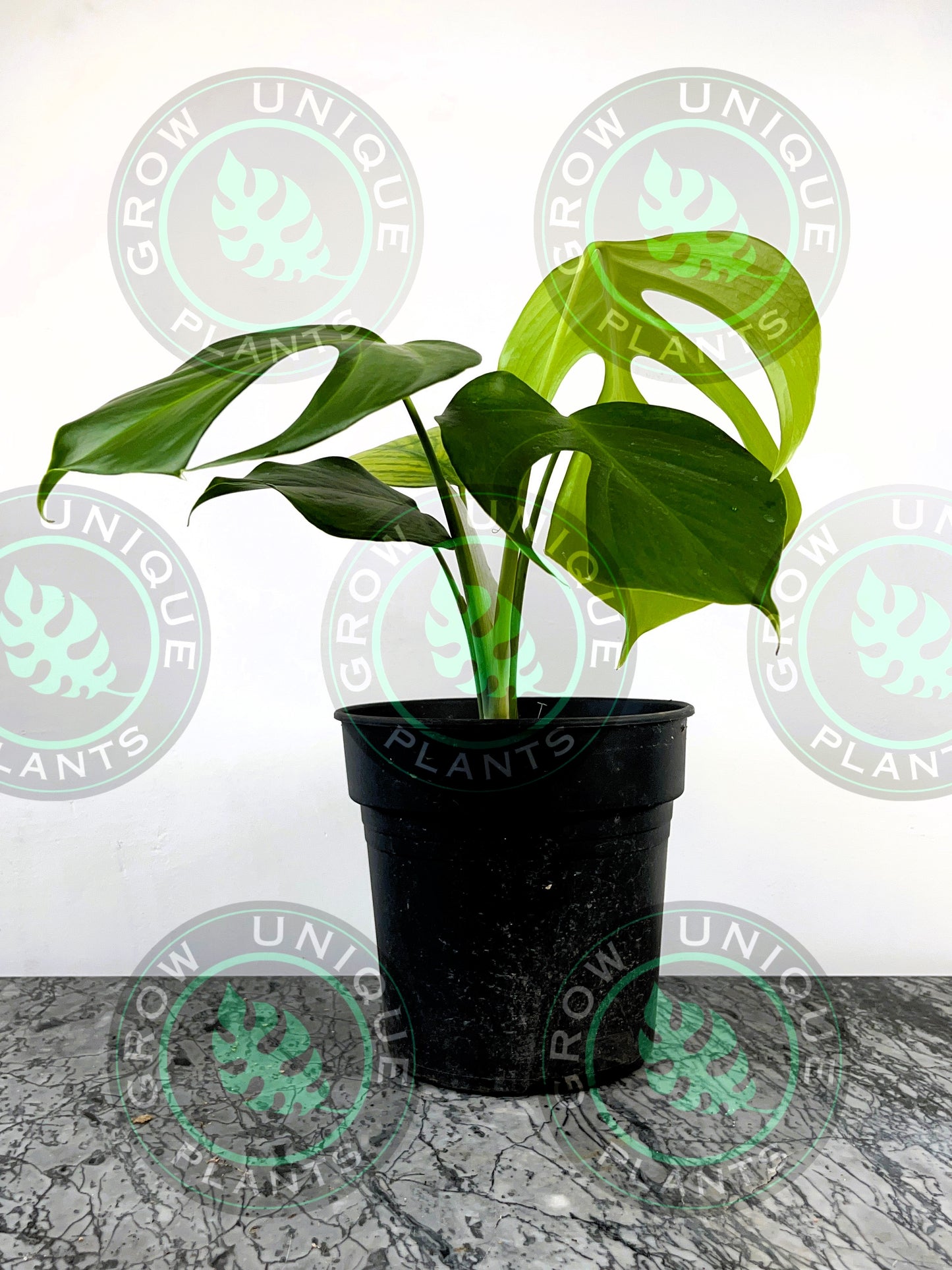 Philodendron Monstera Sierrana Medium Plant