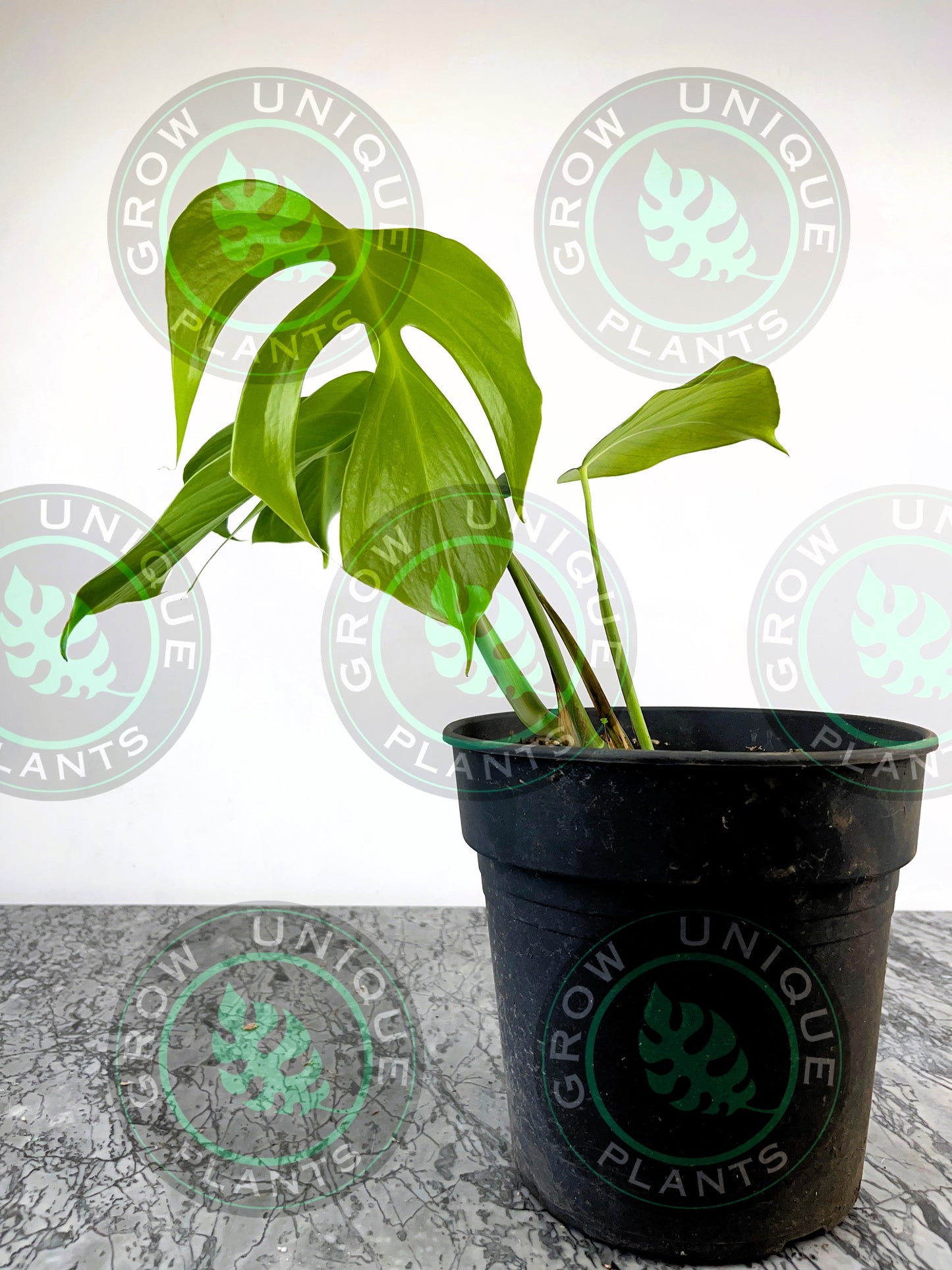 Philodendron Monstera Sierrana Medium Plant