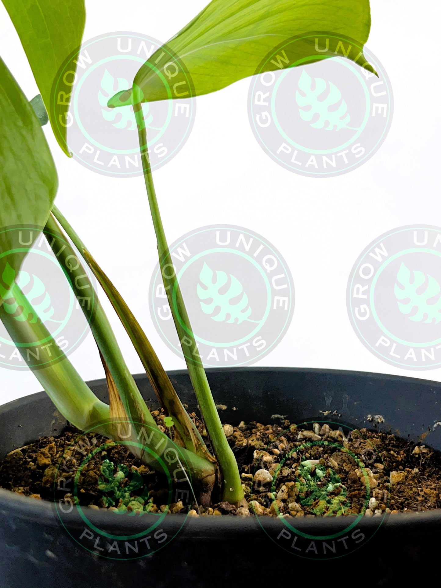Philodendron Monstera Sierrana Medium Plant