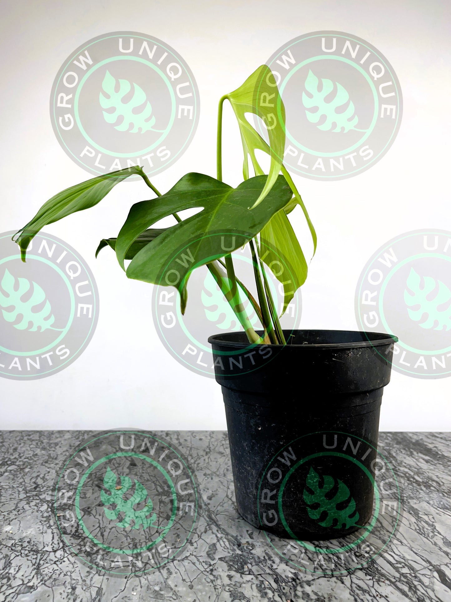 Philodendron Monstera Sierrana Medium Plant