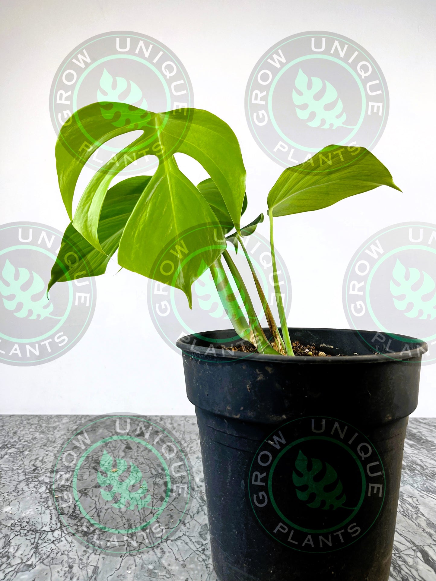 Philodendron Monstera Sierrana Medium Plant