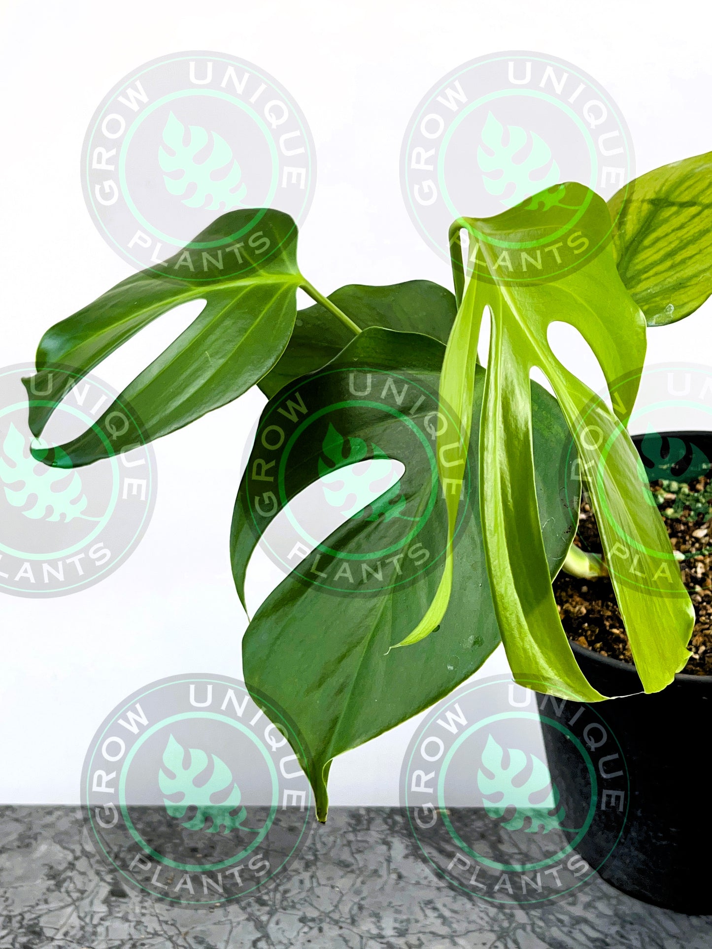 Philodendron Monstera Sierrana Medium Plant