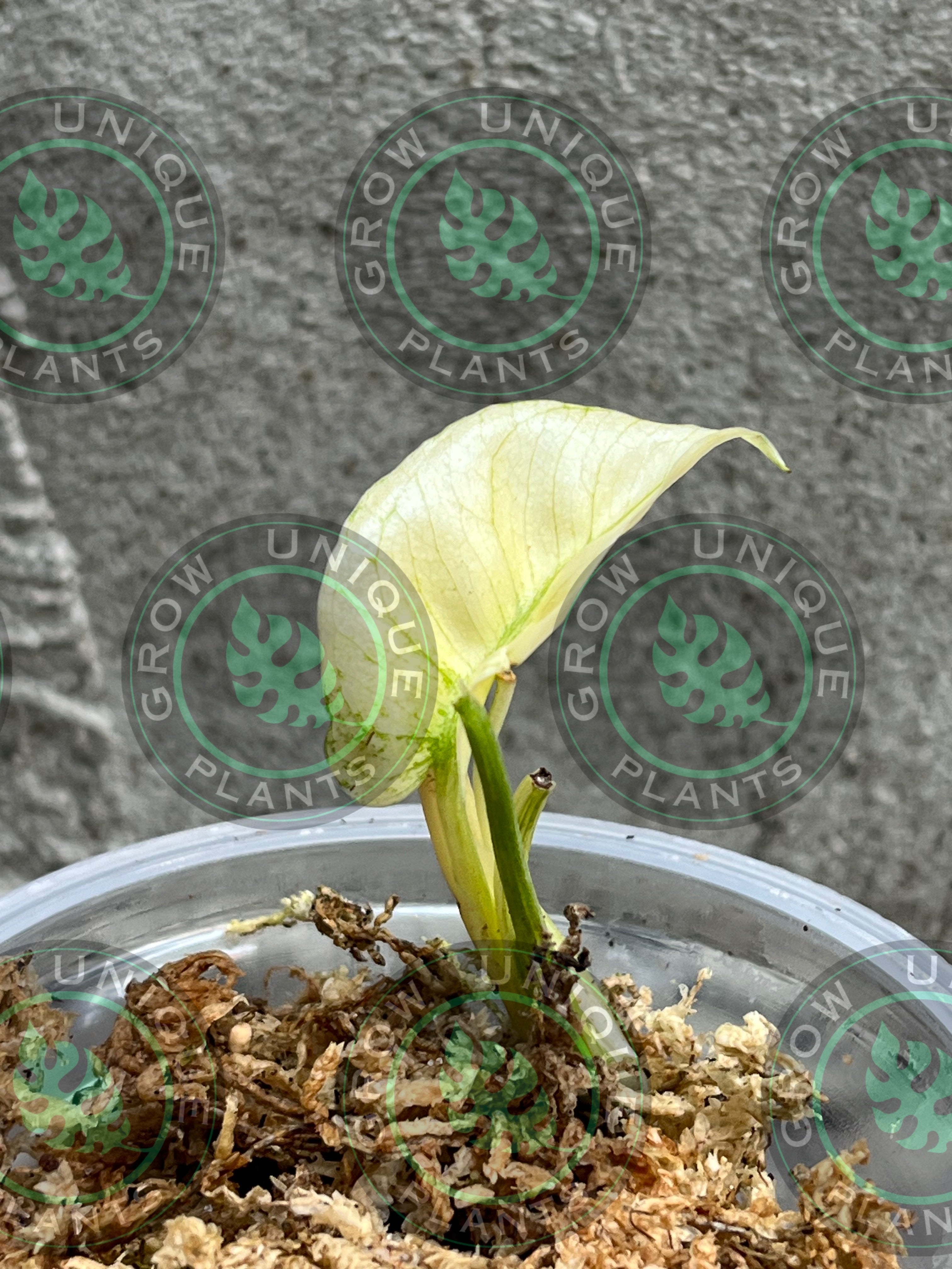 monstera devil monster for sale Philodendron Monstera Devil Monster Small