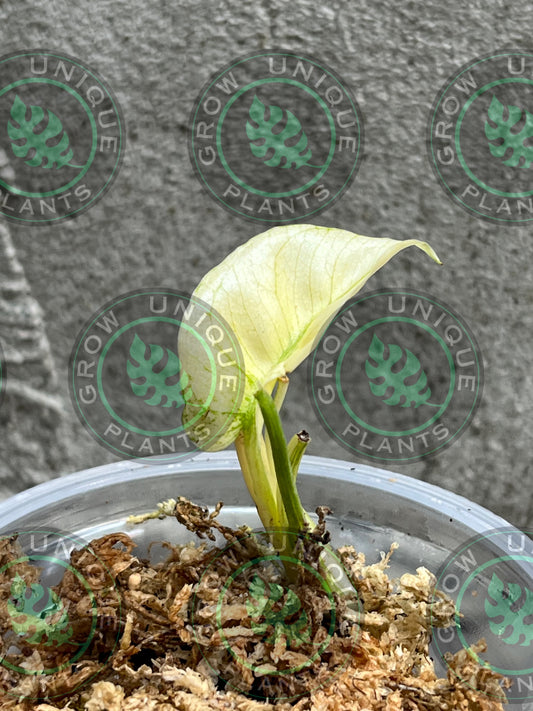 Philodendron Monstera Devil Monster Small - Unique Plant