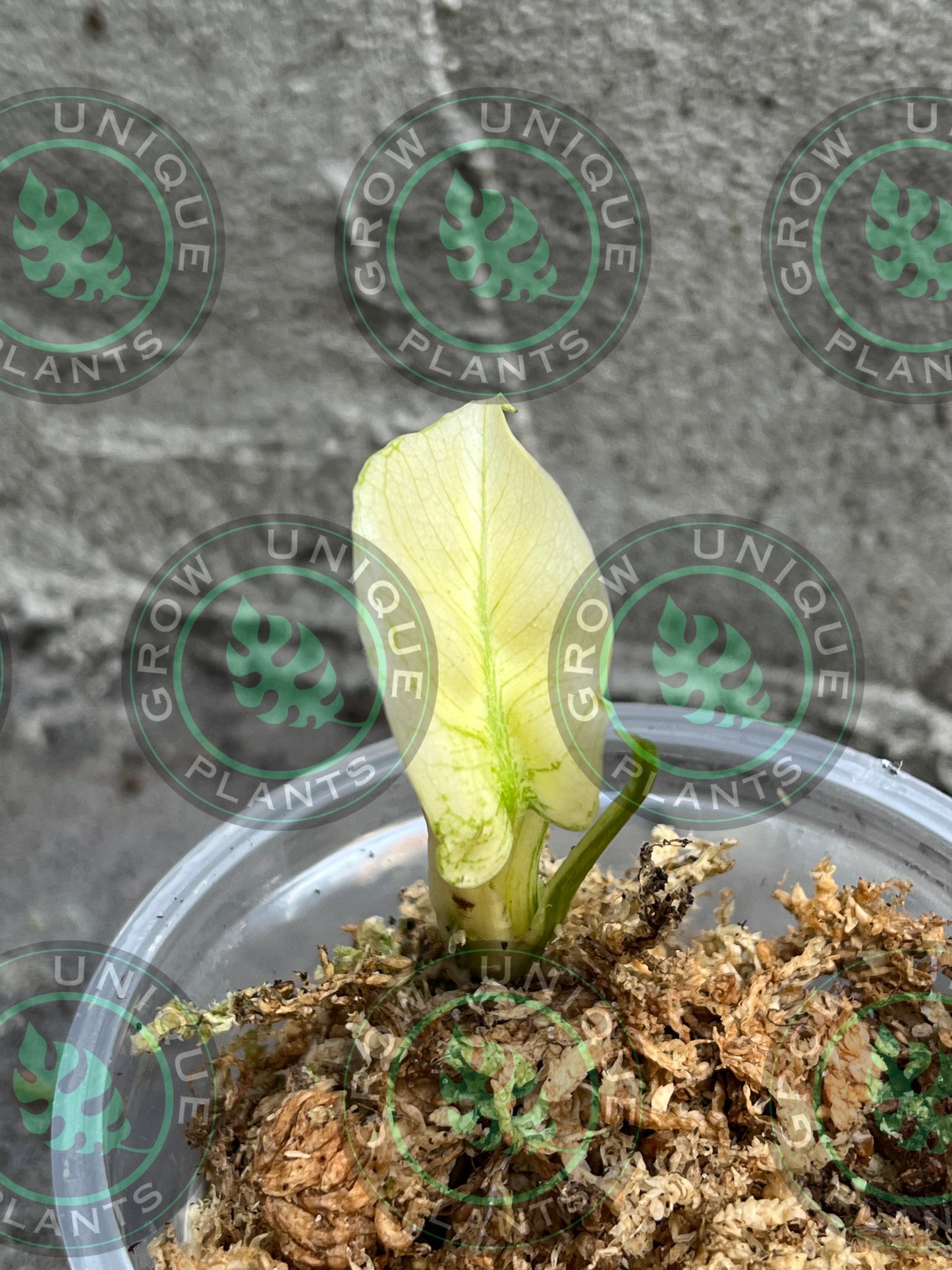 Philodendron Monstera Devil Monster Small - Unique Plant