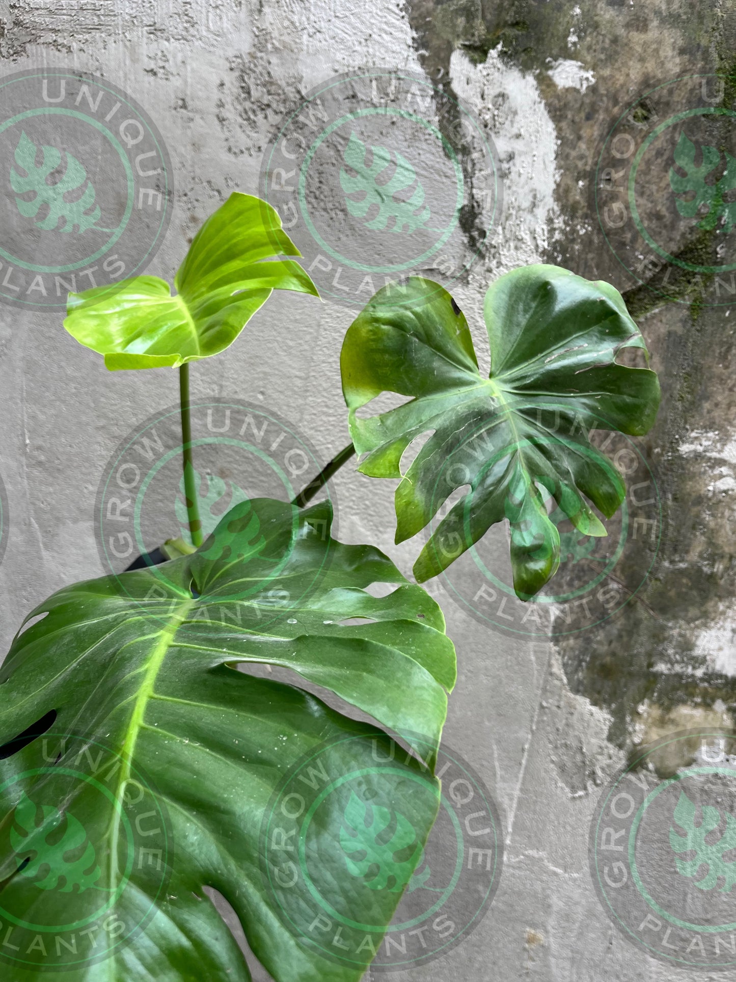 Philodendron Monstera Contorta GoG (Green on Green) - XL Plant