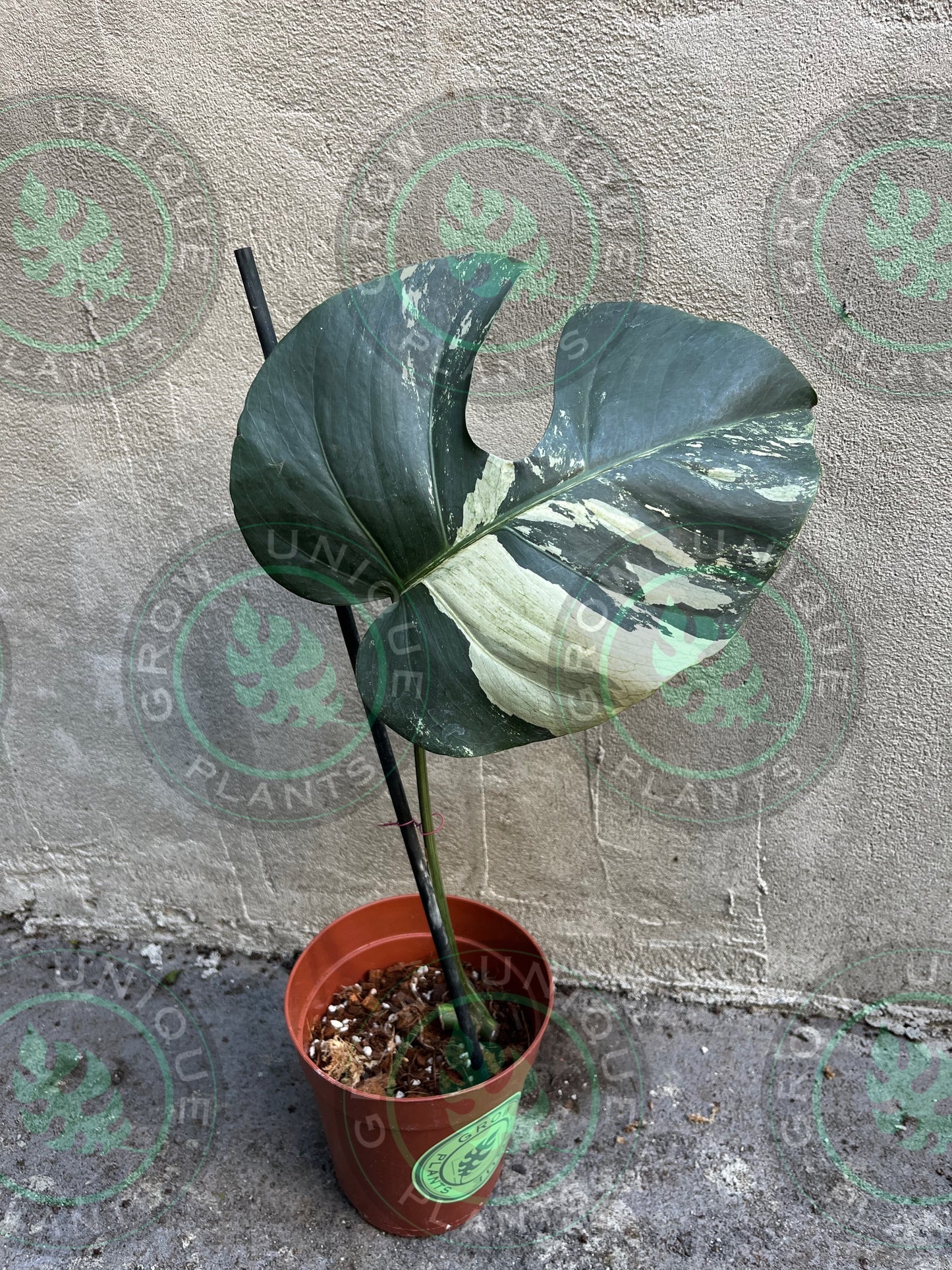 Philodendron Monstera Mint Cream Variegated (CUTTING LEAF)