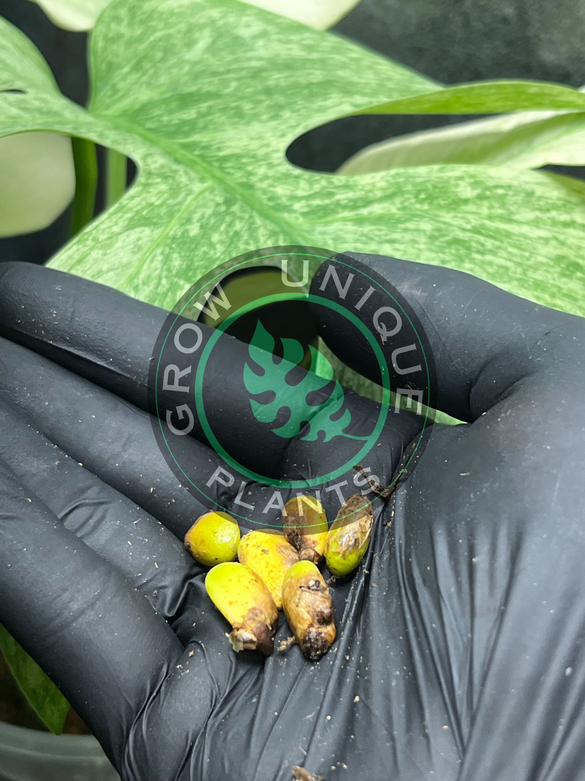 monstera plant seeds for sale Philodendron Monstera Mint SEED'S – Grow Unique Plants