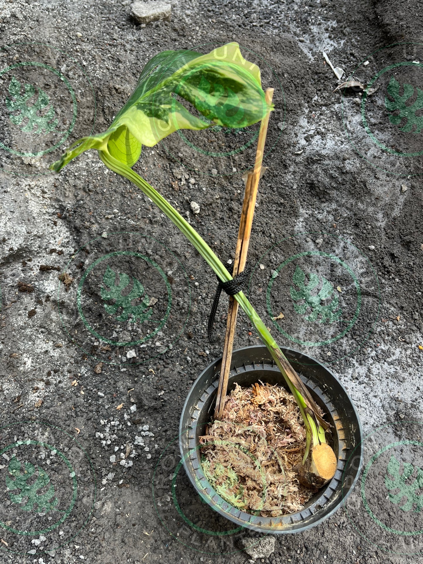 Philodendron Monstera Ocean Mint Contorta (CUTTING LEAF)