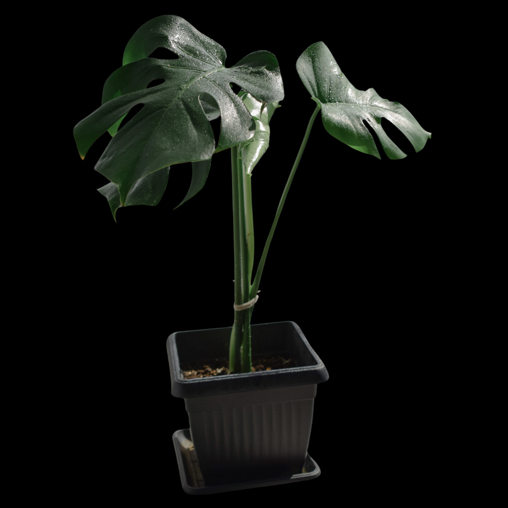 Philodendron Monstera Medium Plant